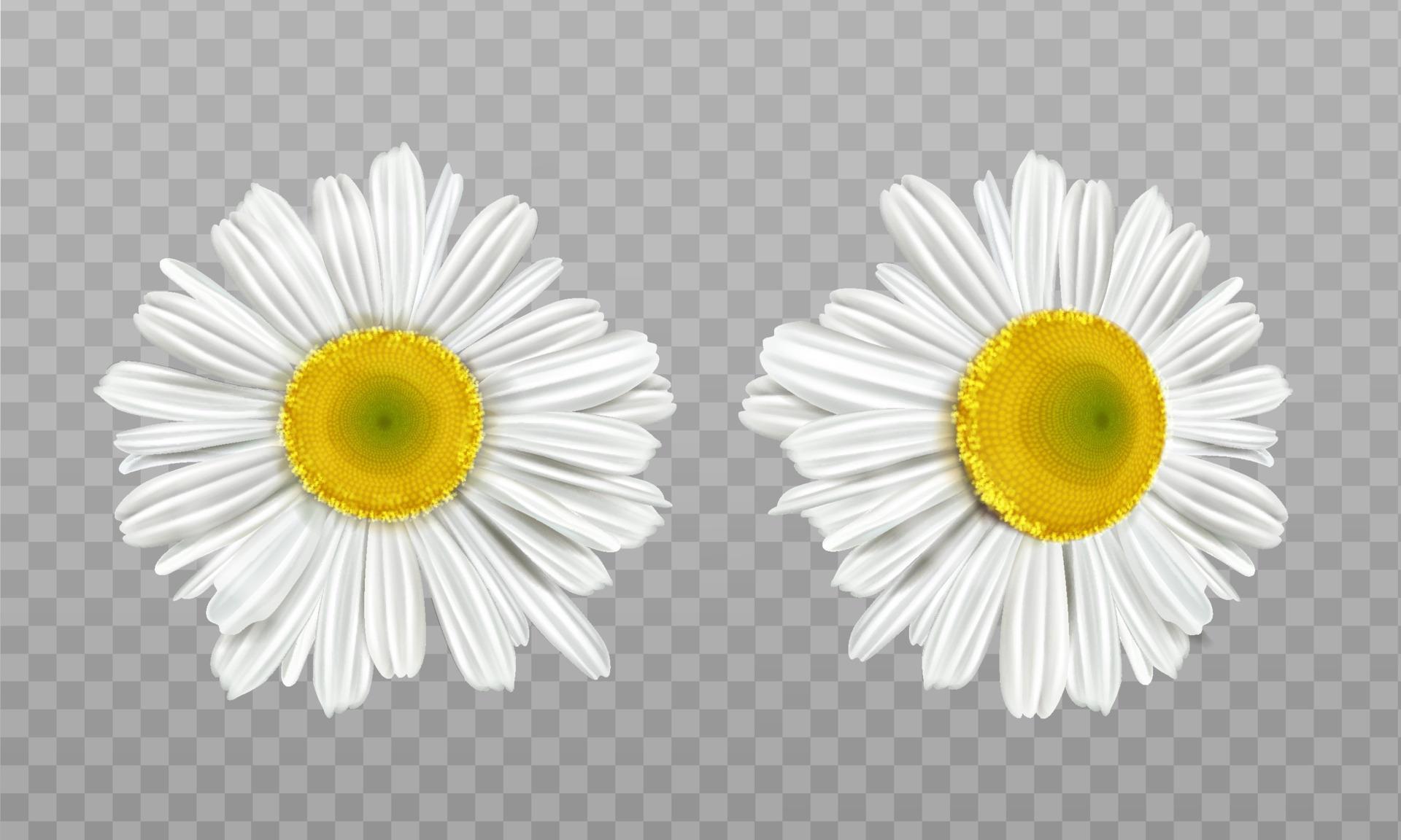 Realistic spring chamomile, daisy flowers Stock Free