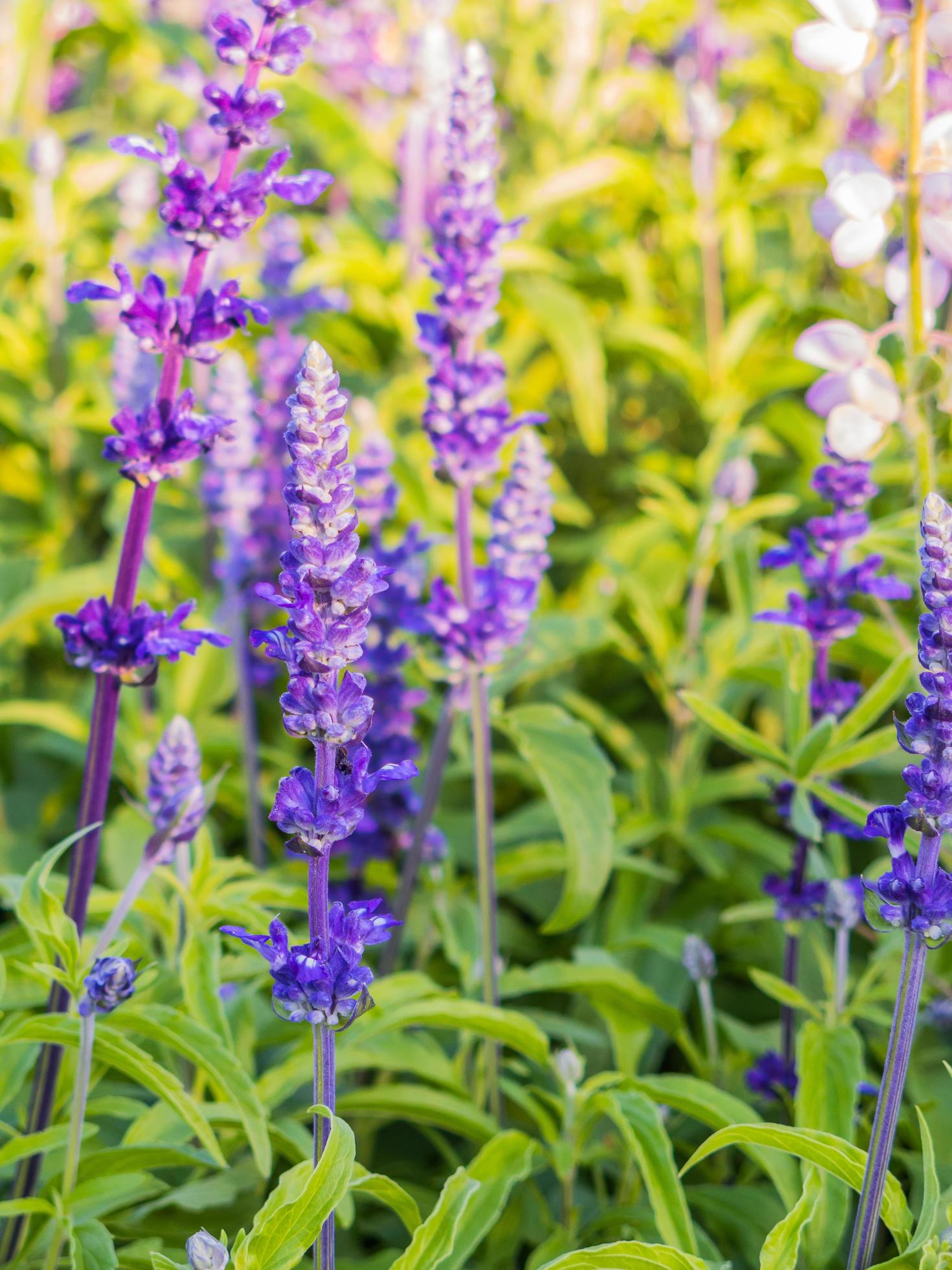 Lavender Flowers Wallpaper Stock Free