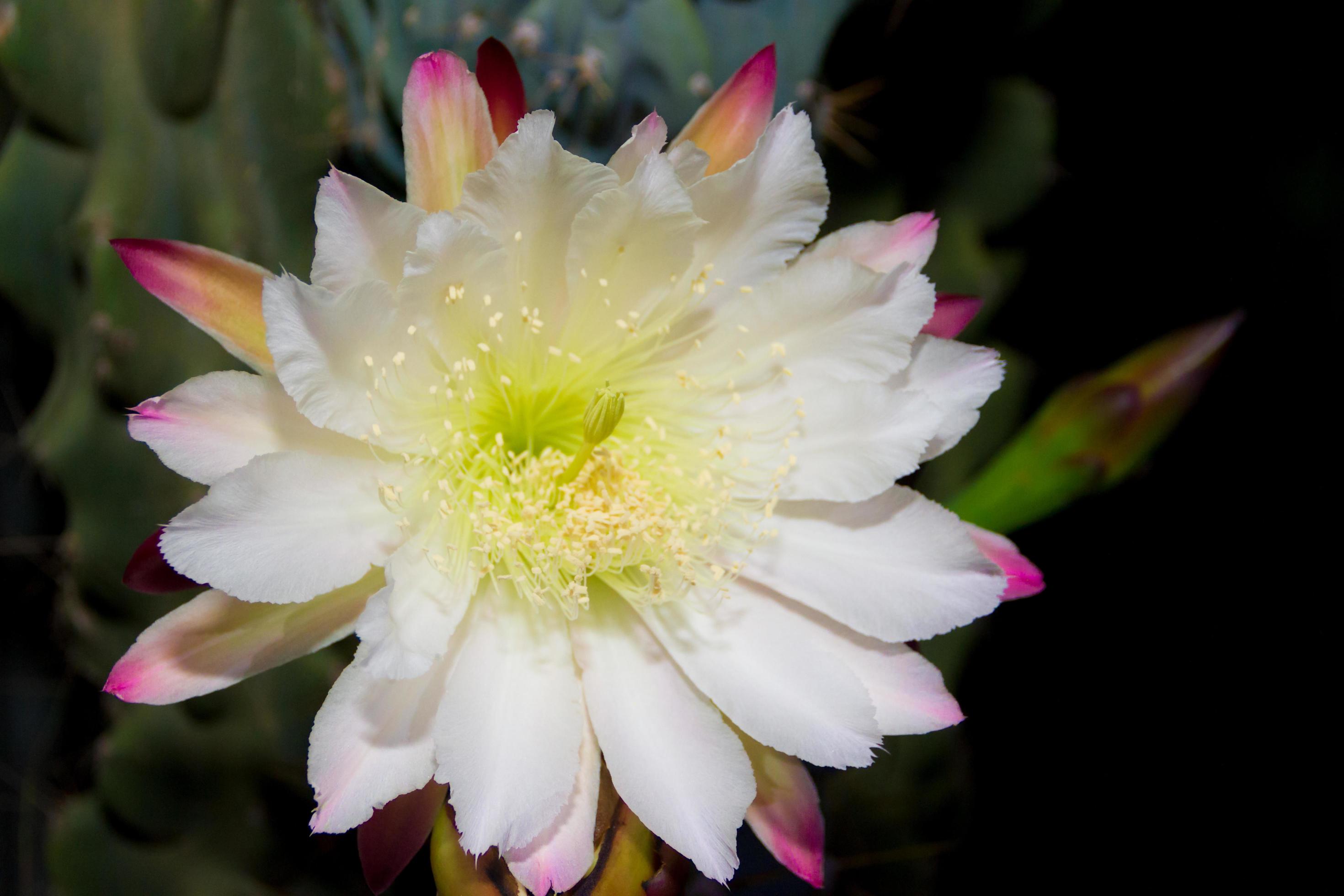 The white flower of the cactus cereus blooming at night Stock Free