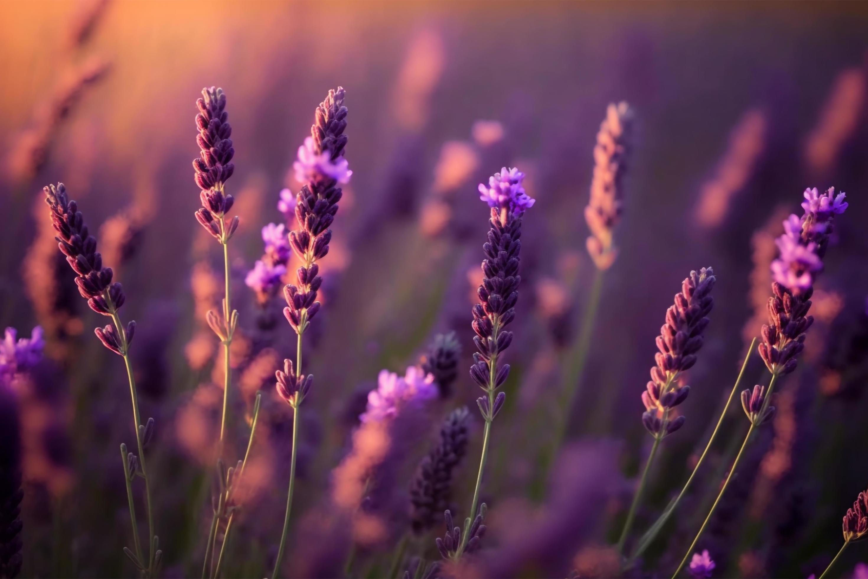 Blooming flagant lavender flowers on a field, closeup violet background Stock Free