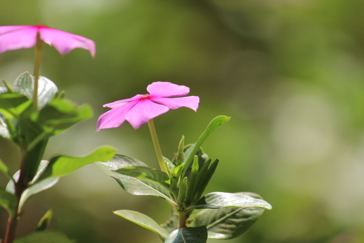 Two Pinky Flowers Stock Free