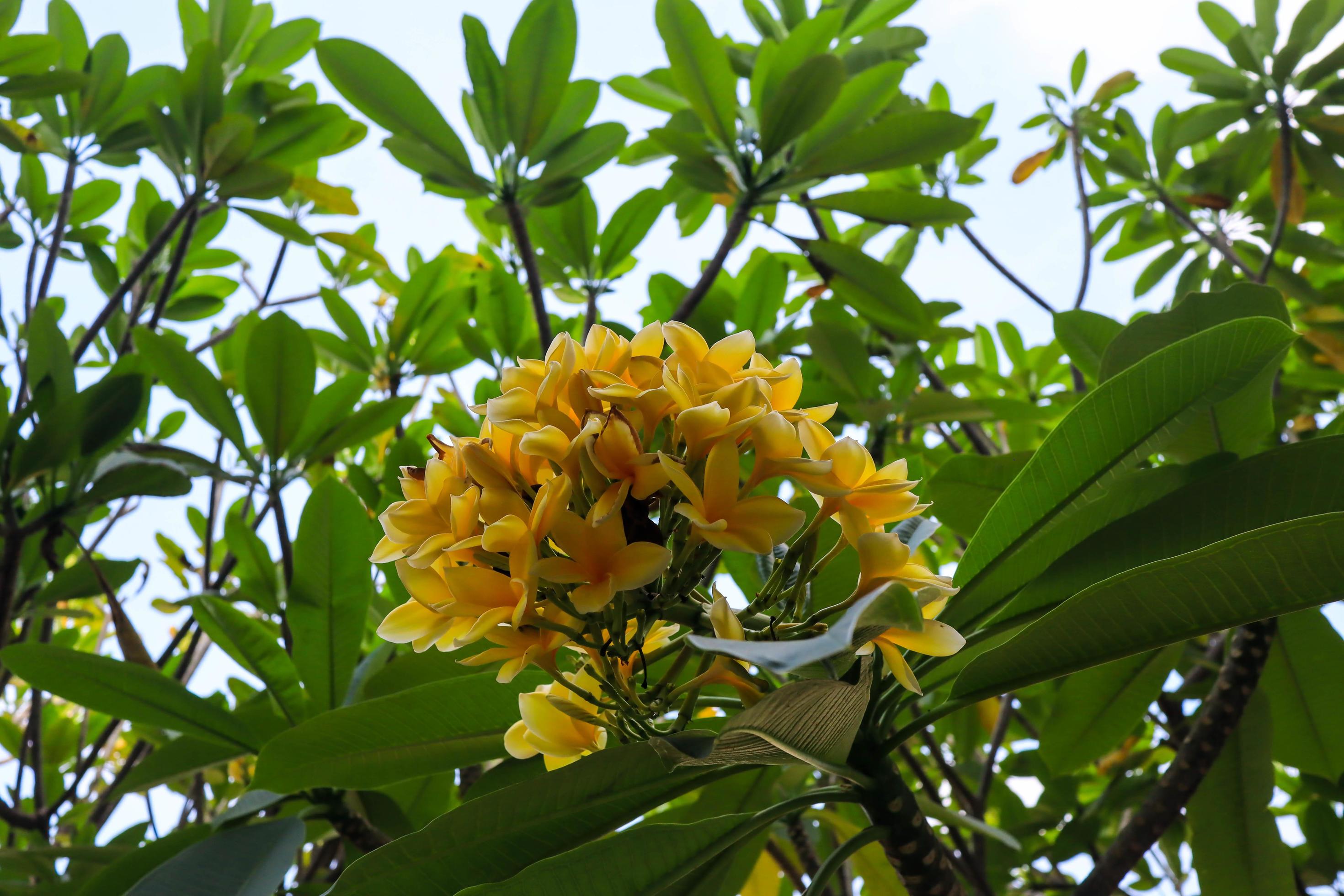 The Cambodian flower Plumeria alba is a species of the genus Plumeria. it has narrow elongated leaves, large white flowers and a strong fragrance. Stock Free