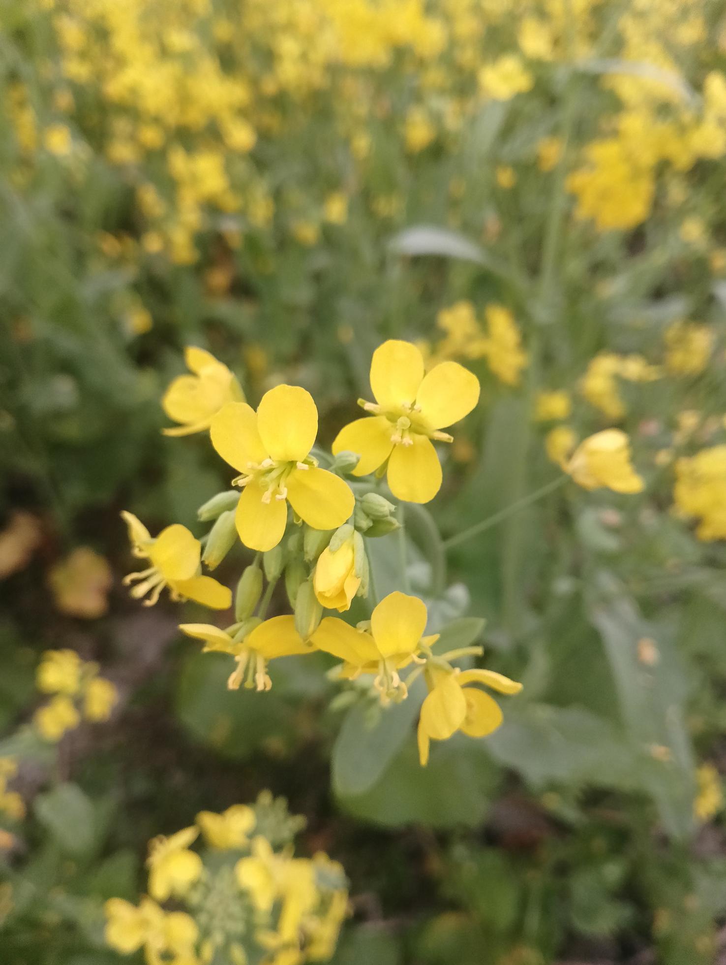 Flowering oilseed rape close view Stock Free