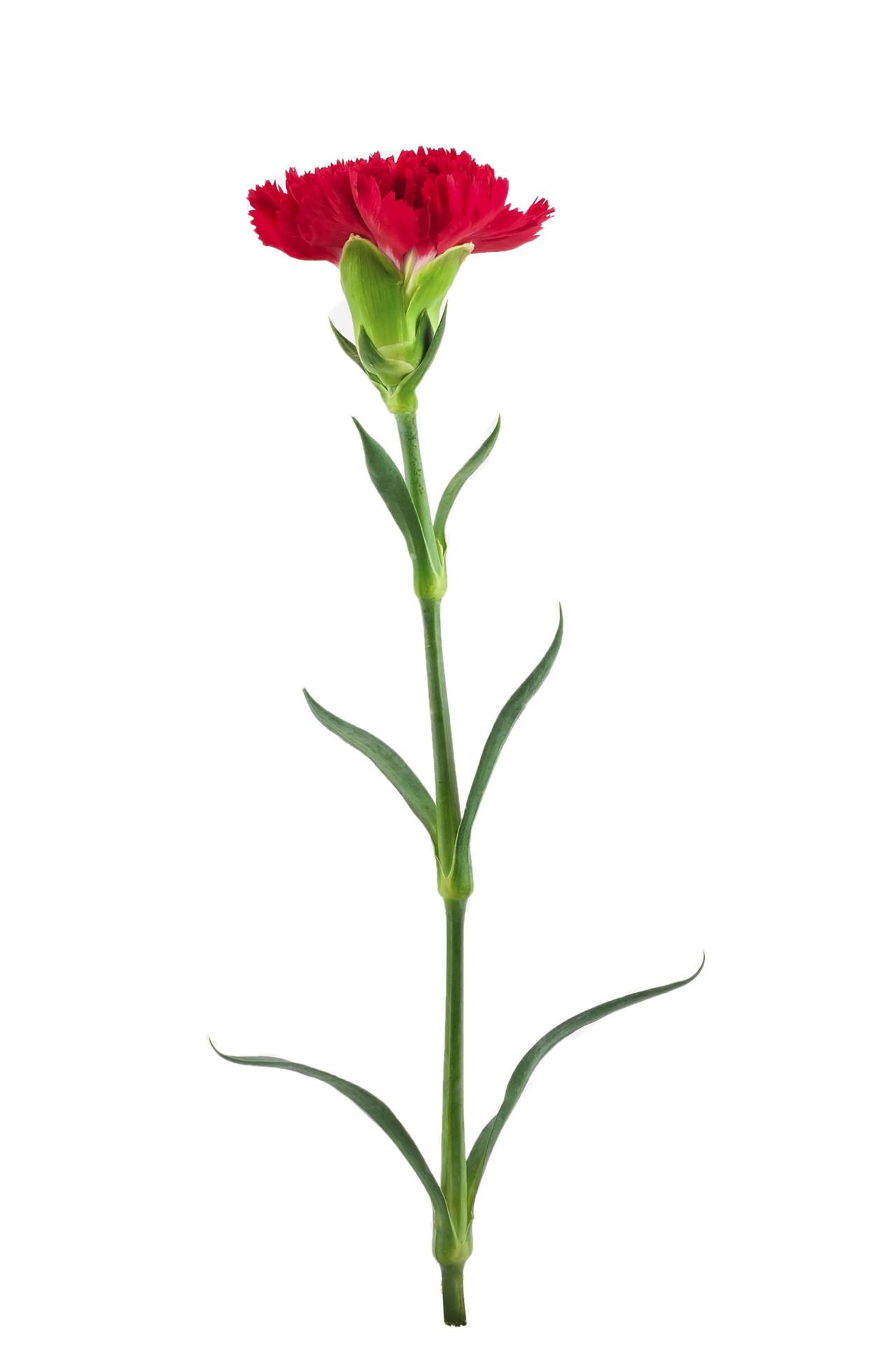 single red carnation flower Stock Free