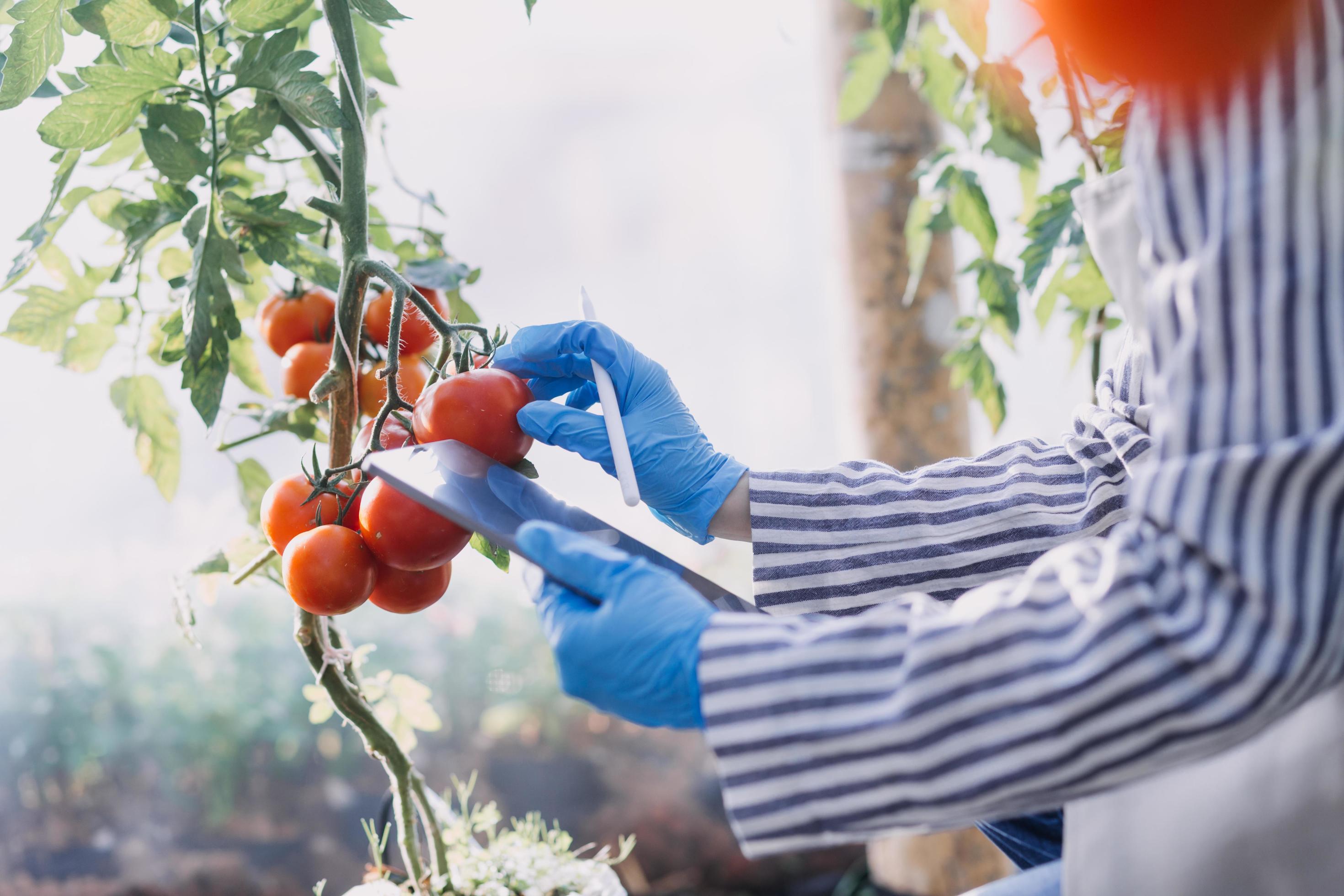 female farmer working early on farm holding wood basket of fresh vegetables and tablet Stock Free