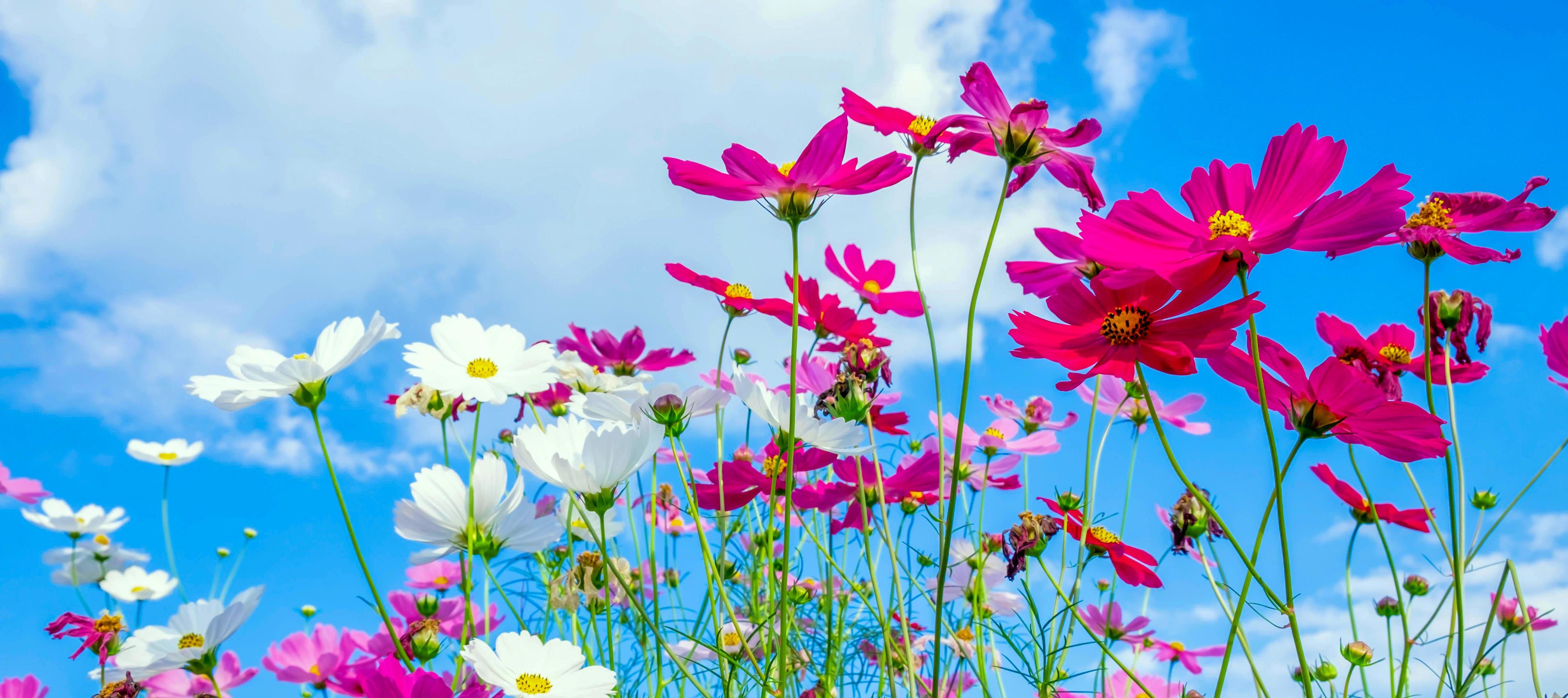 Cosmos flower background and blue sky Stock Free