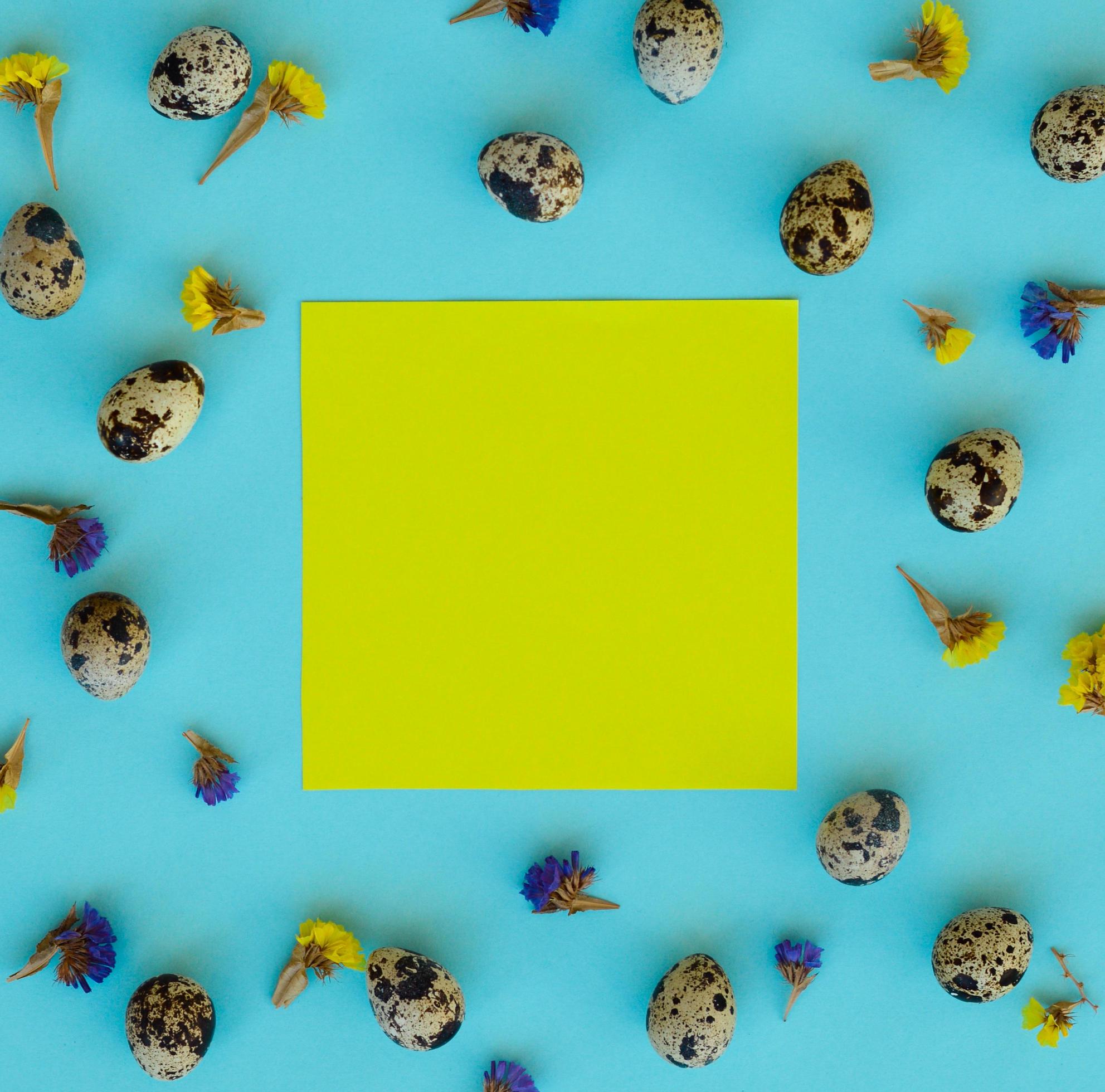 Easter composition. Quail eggs, flowers, yellow paper blank on blue background. Copy space. Stock Free