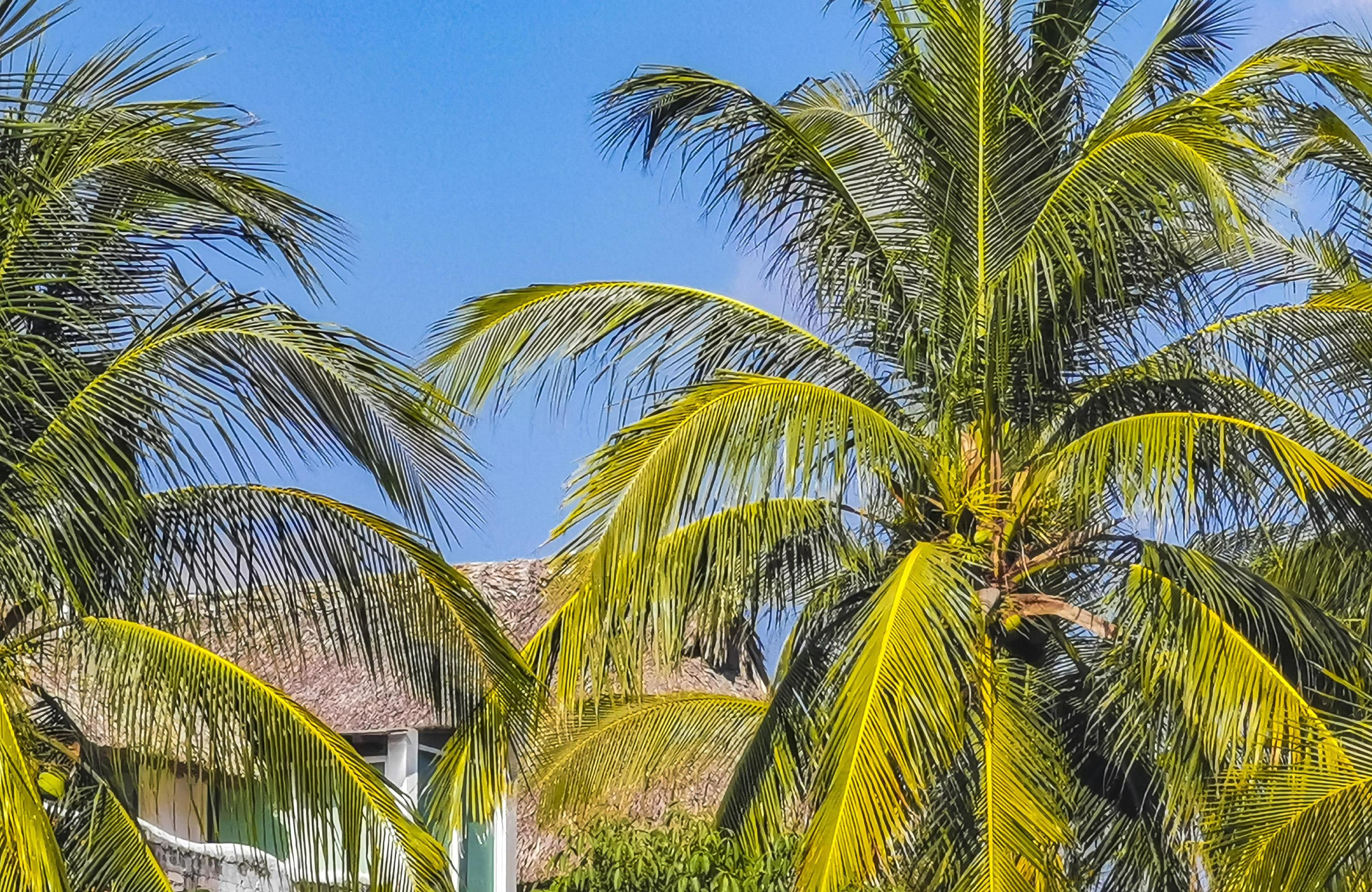 Tropical natural palm tree coconuts blue sky in Mexico. Stock Free