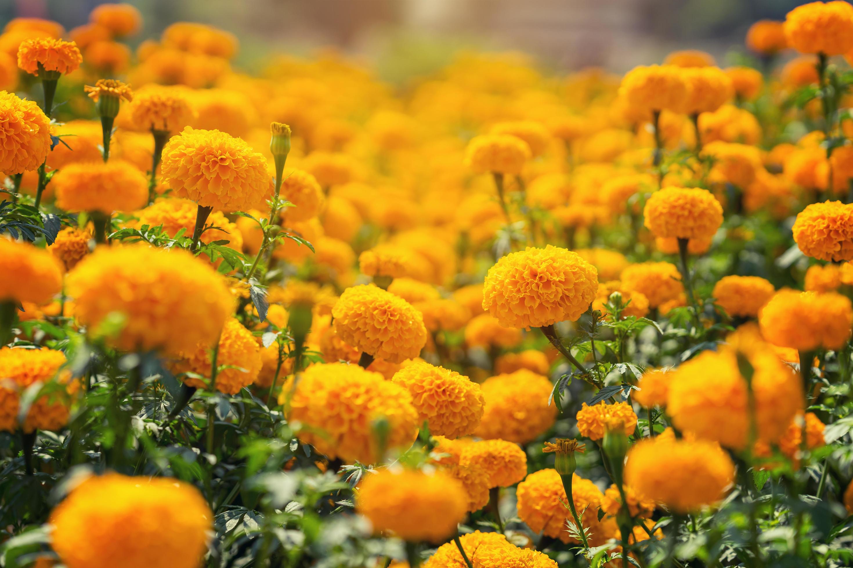 Beautiful Marigold yellow flowers in the garden Stock Free