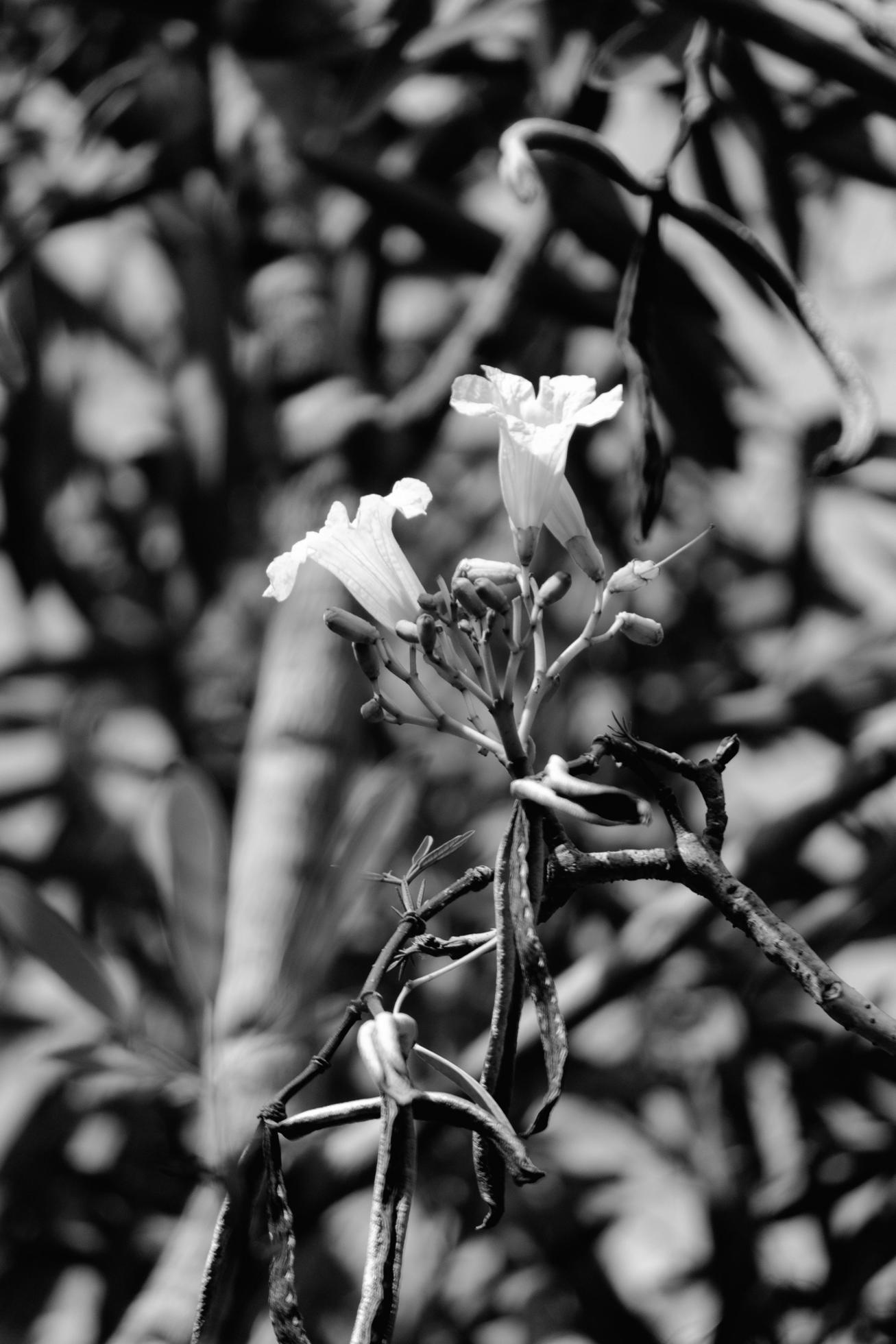 plumeria flower in the garden Stock Free