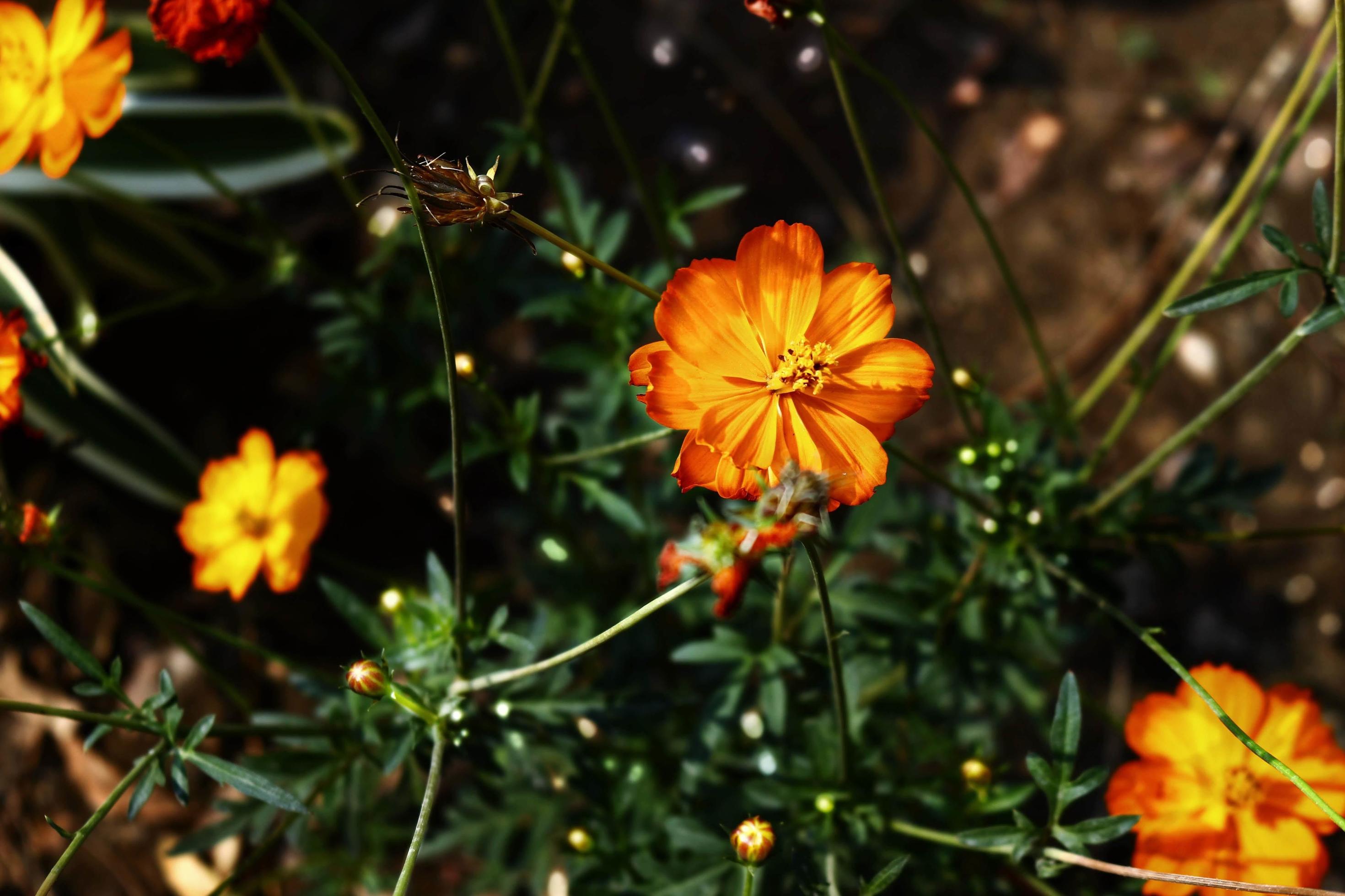 Flowering Plants in Outdoor Garden in Karachi Pakistan 2022 Stock Free