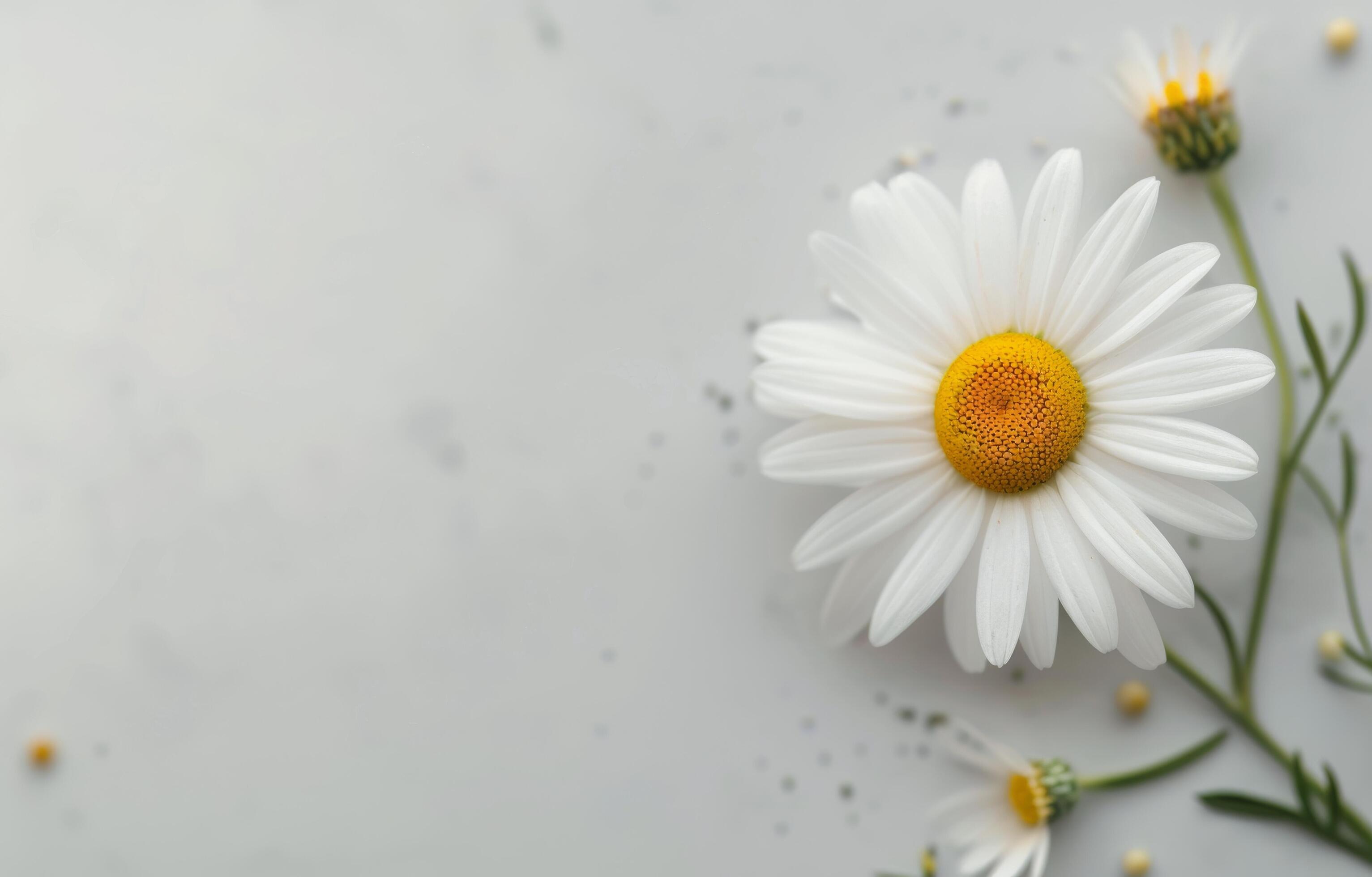 Single Daisy on White Background Stock Free