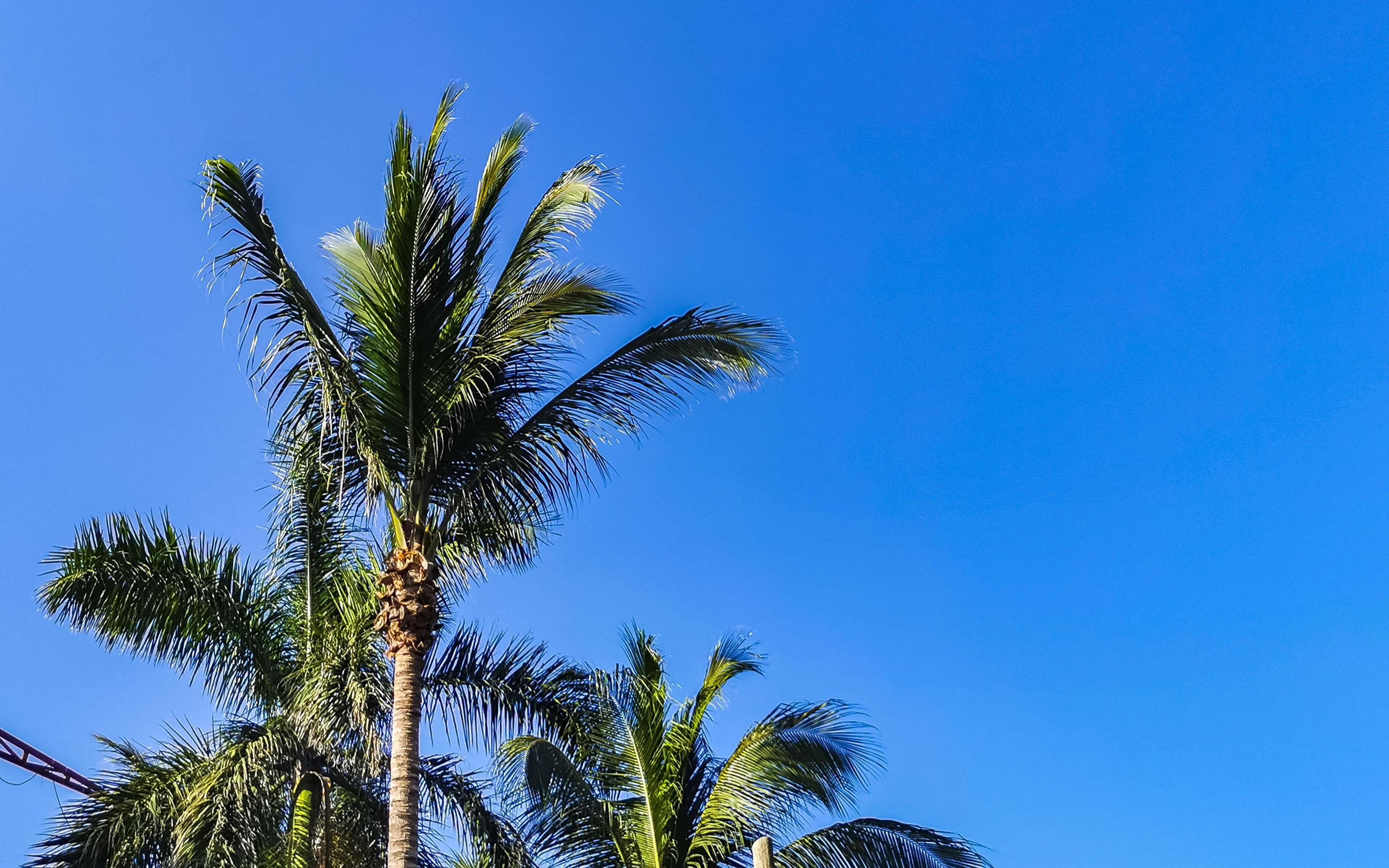 Tropical natural palm tree coconuts blue sky in Mexico. Stock Free