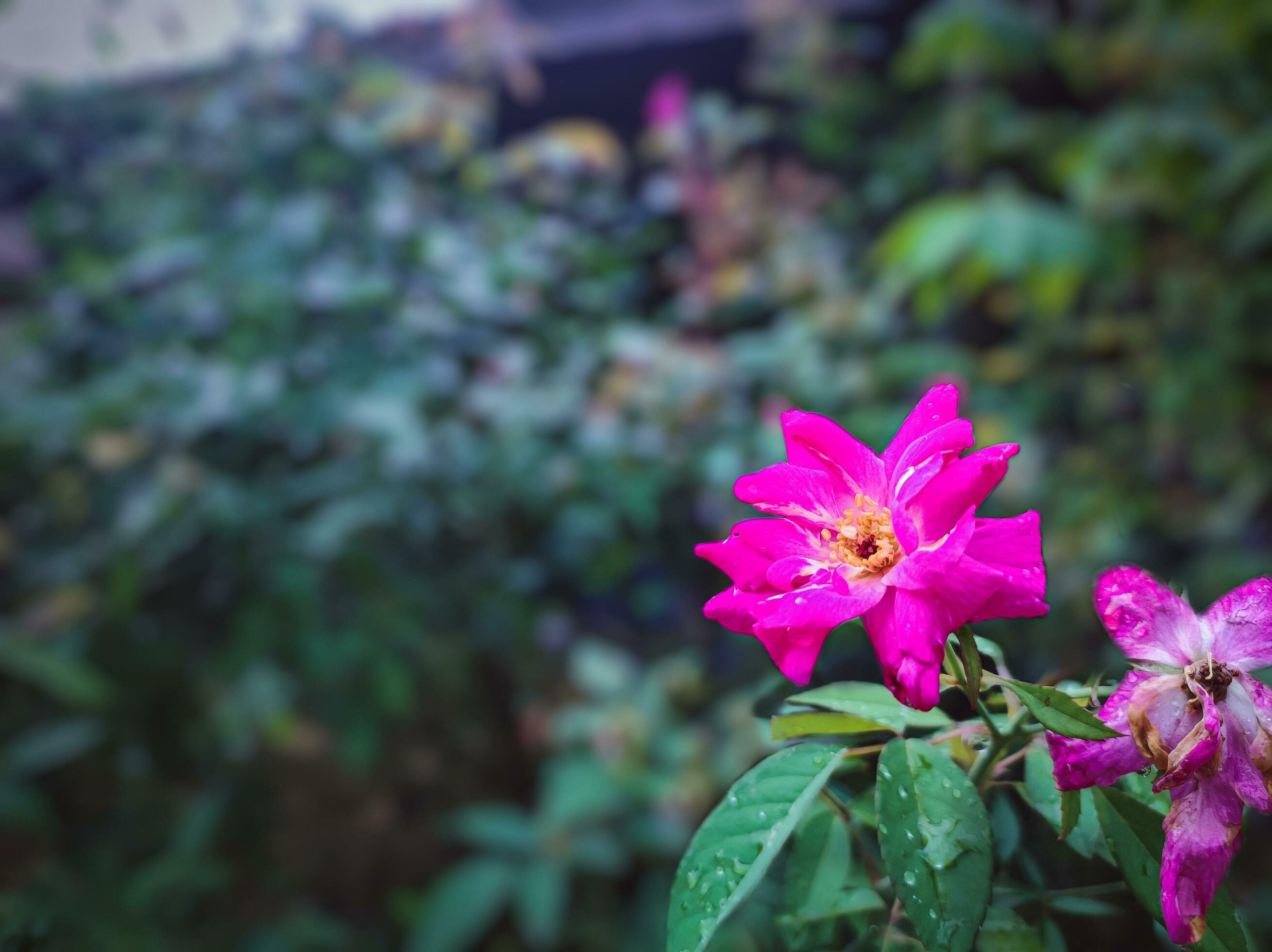 Close up photography of flower rosa with blurry background Stock Free