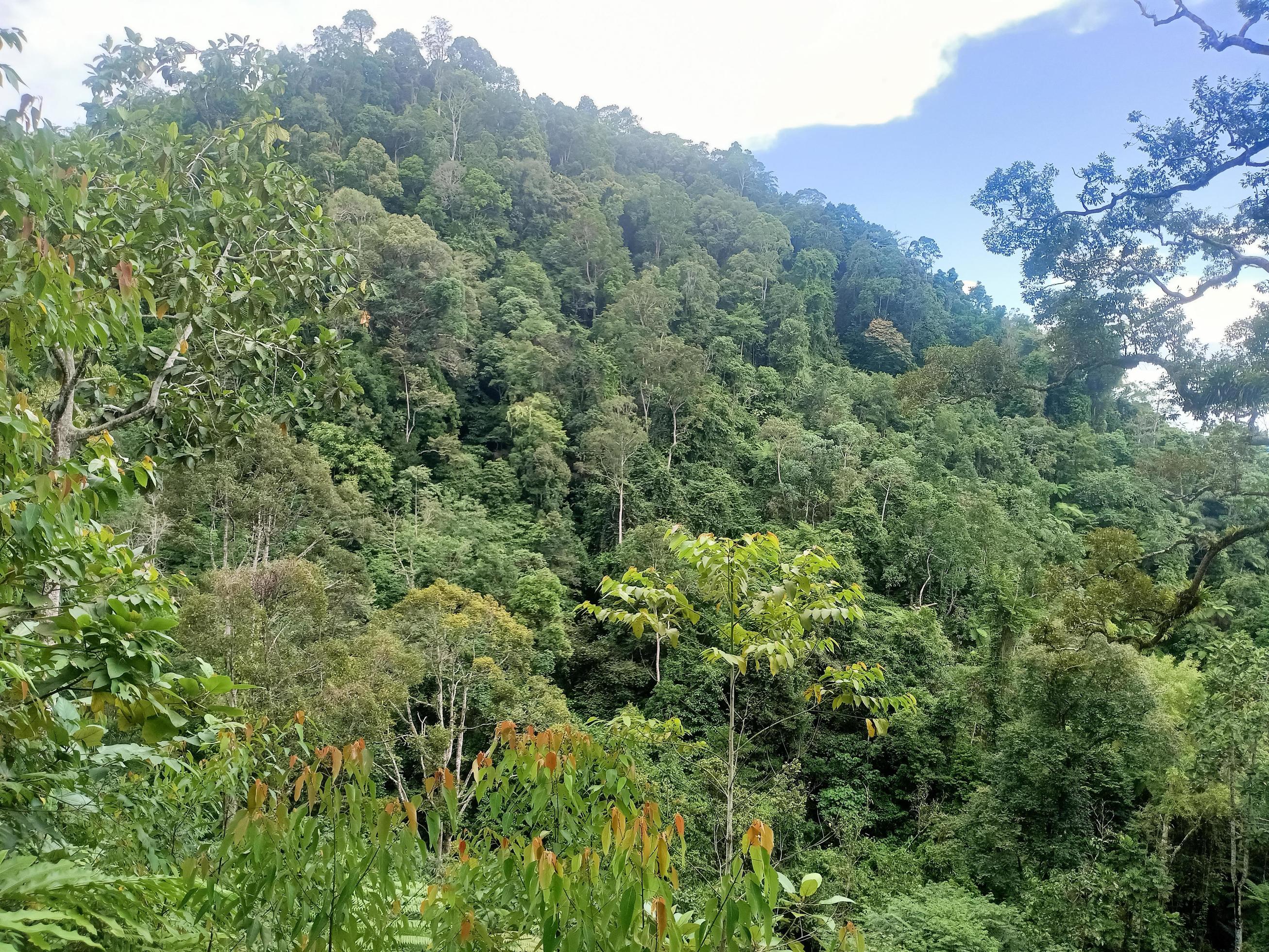 beautiful view clear blue sky and lots of natural green trees Stock Free