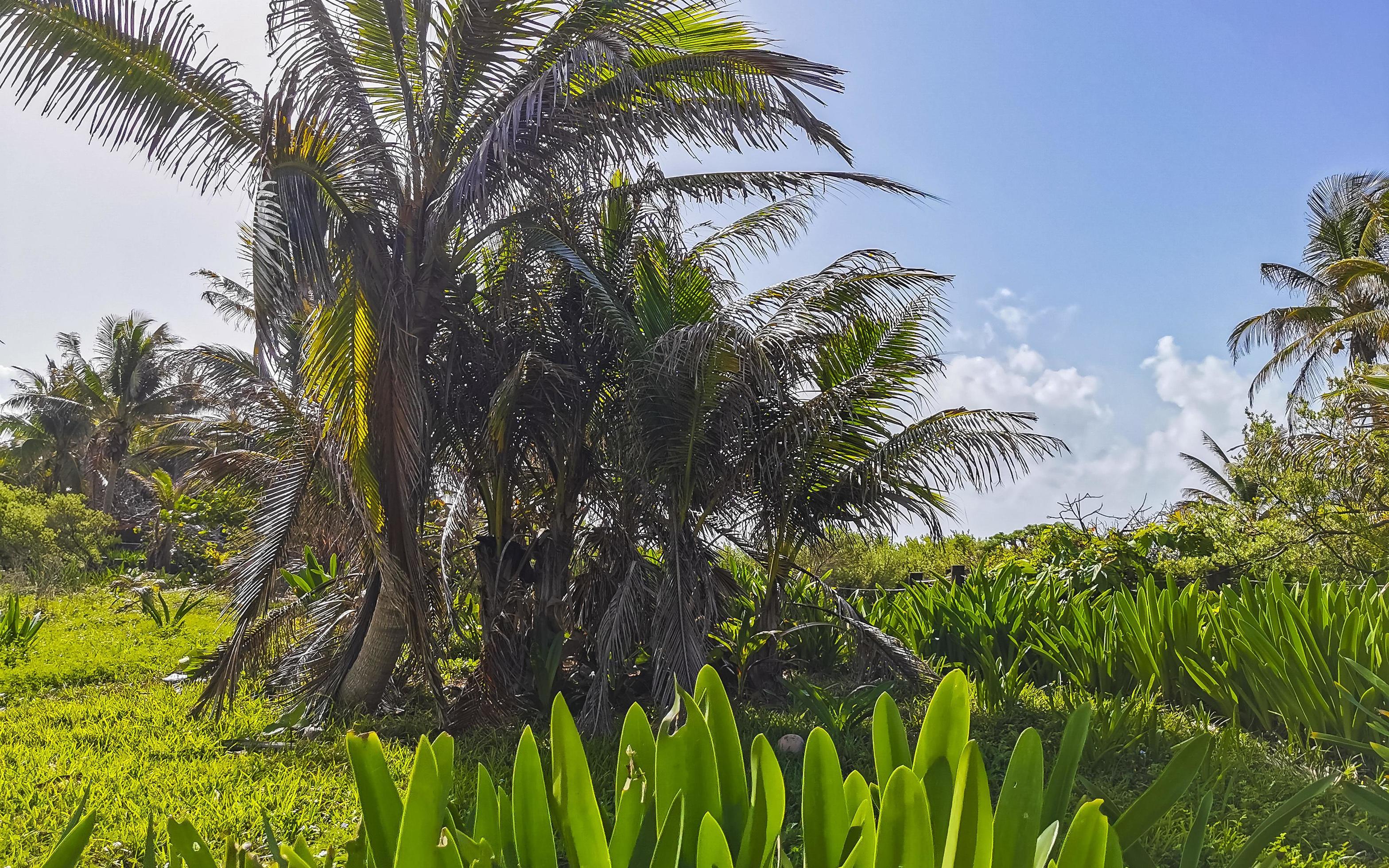 Tropical natural jungle forest palm trees Tulum Mayan ruins Mexico. Stock Free