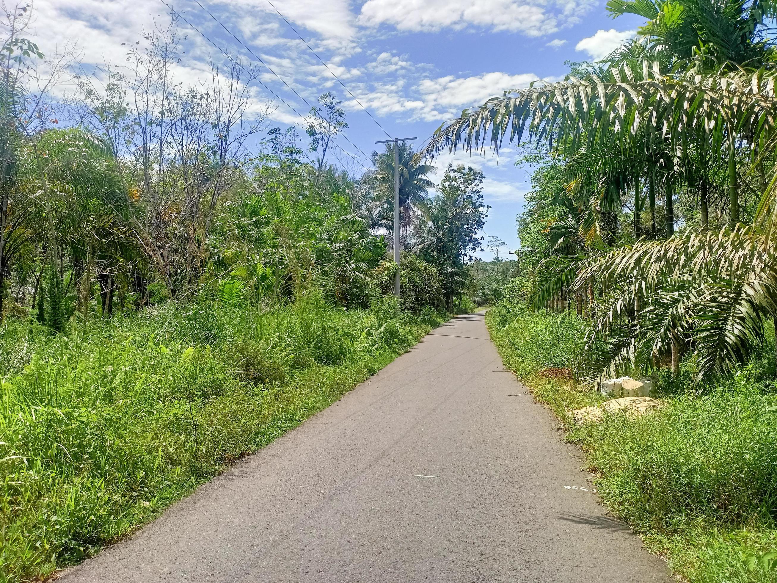 beautiful view clear blue sky and lots of natural green trees Stock Free