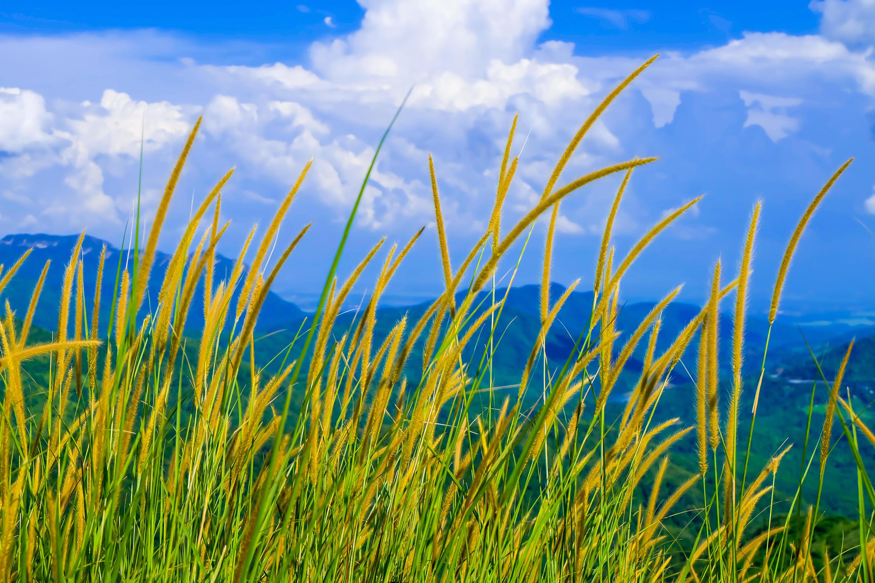 Beautiful spring field with a green grass and the mountainon blue sky white clouds Stock Free