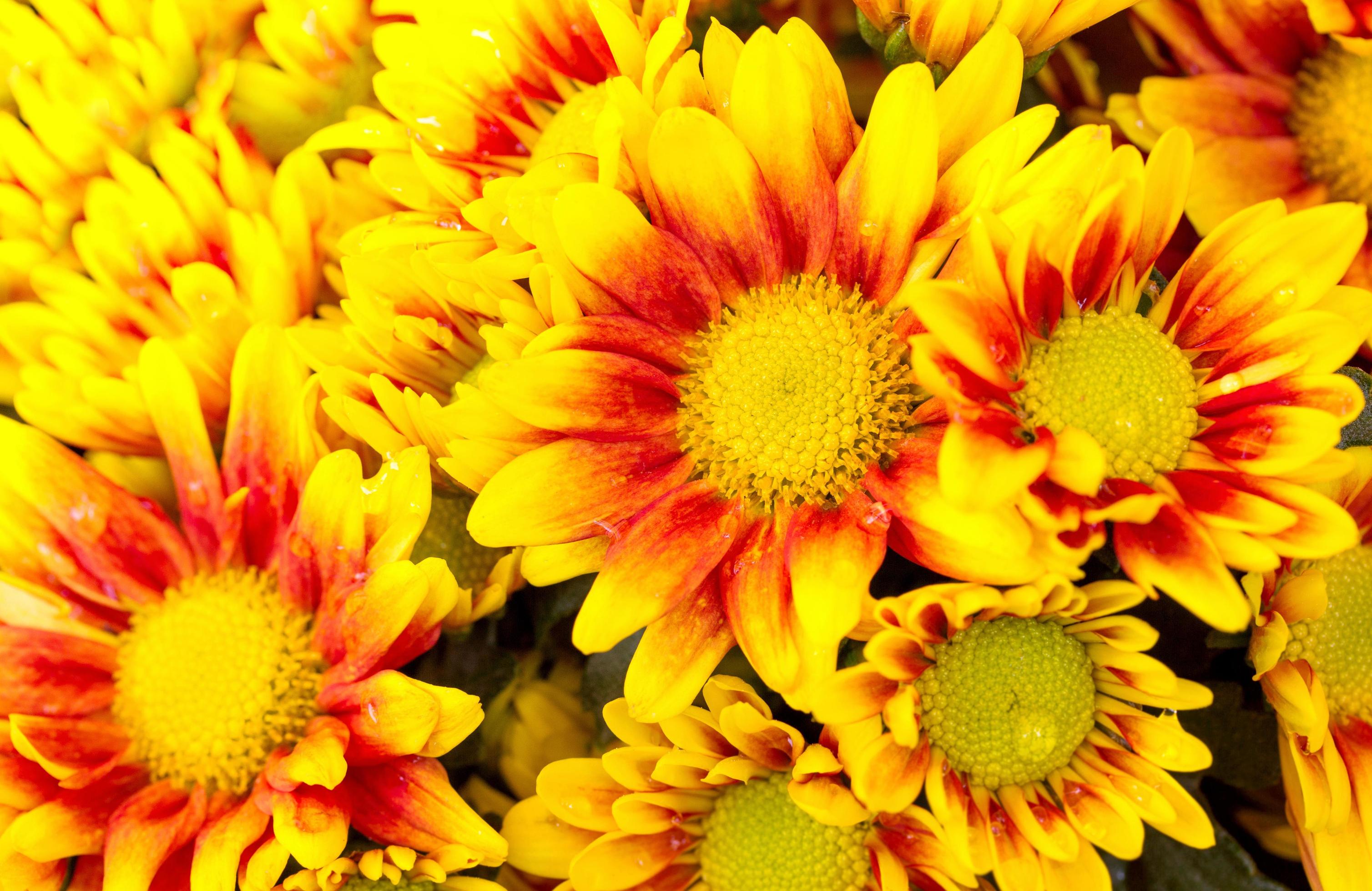 orange chrysanthemums daisy flower Stock Free