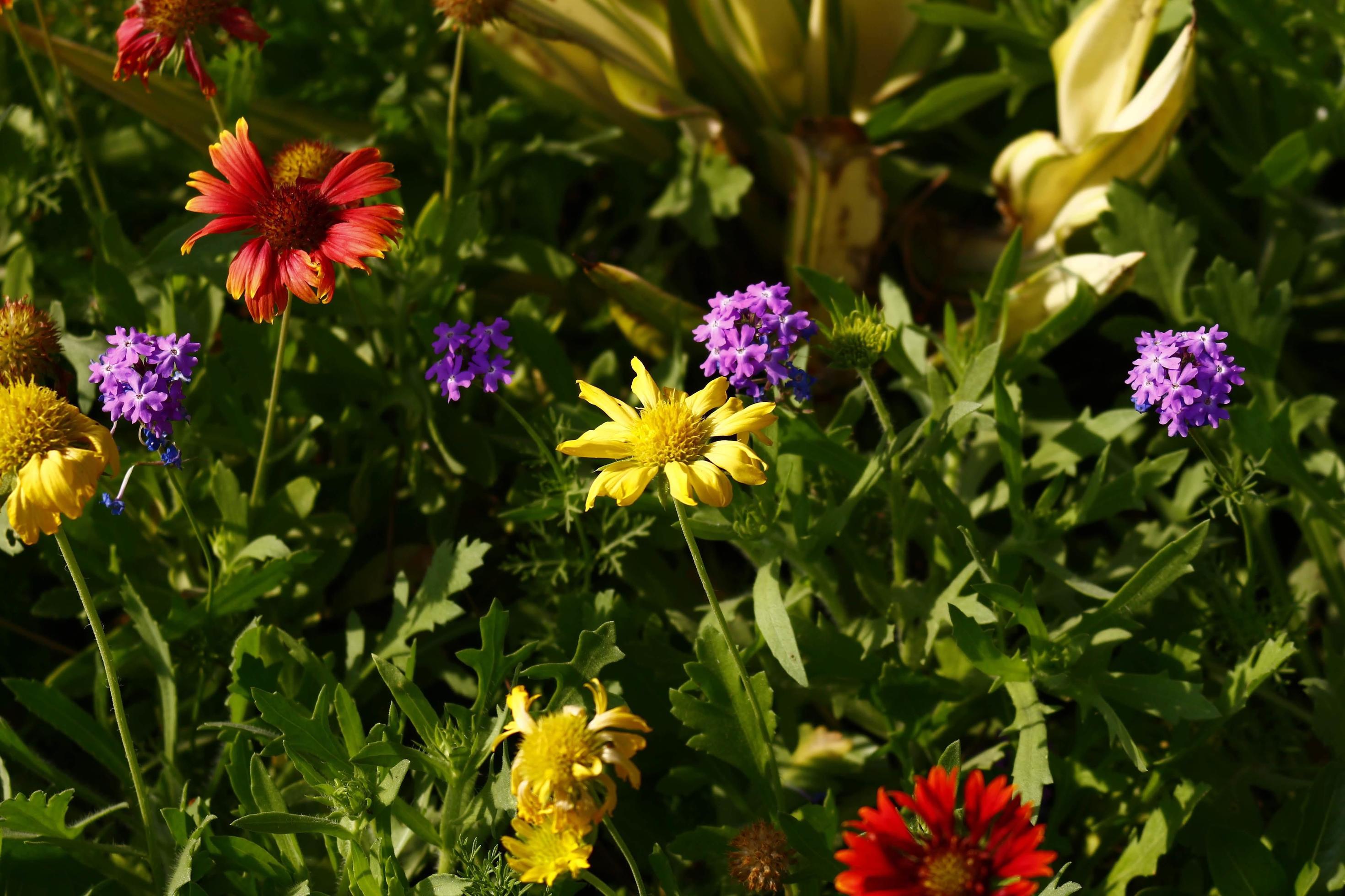 Bright Colorful Flowers In Outdoor Garden in Karachi Pakistan 2022 Stock Free