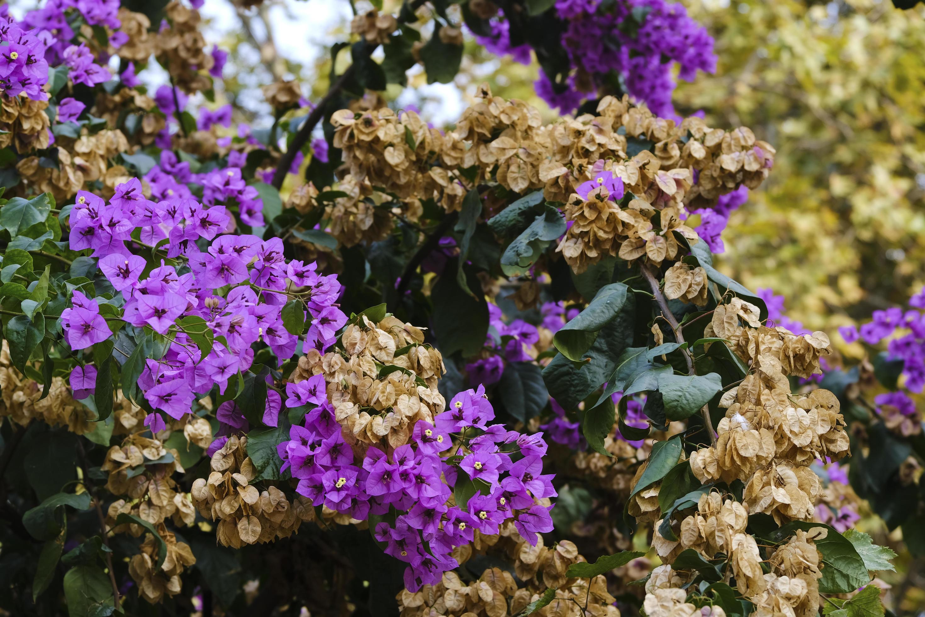 Bougainvillea tree fresh and withered flowers Stock Free