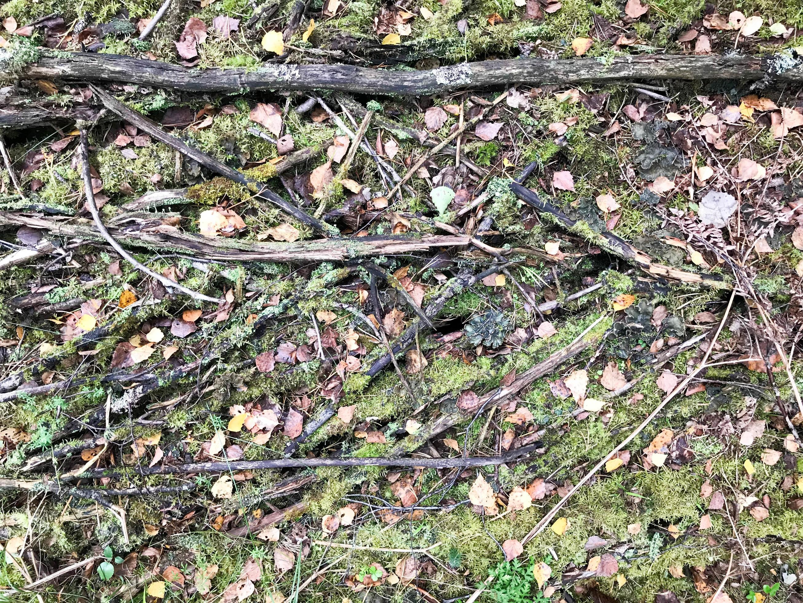 Texture of sticks and branches, logs of roots covered with natural green moss and grass with leaves in the forest Stock Free