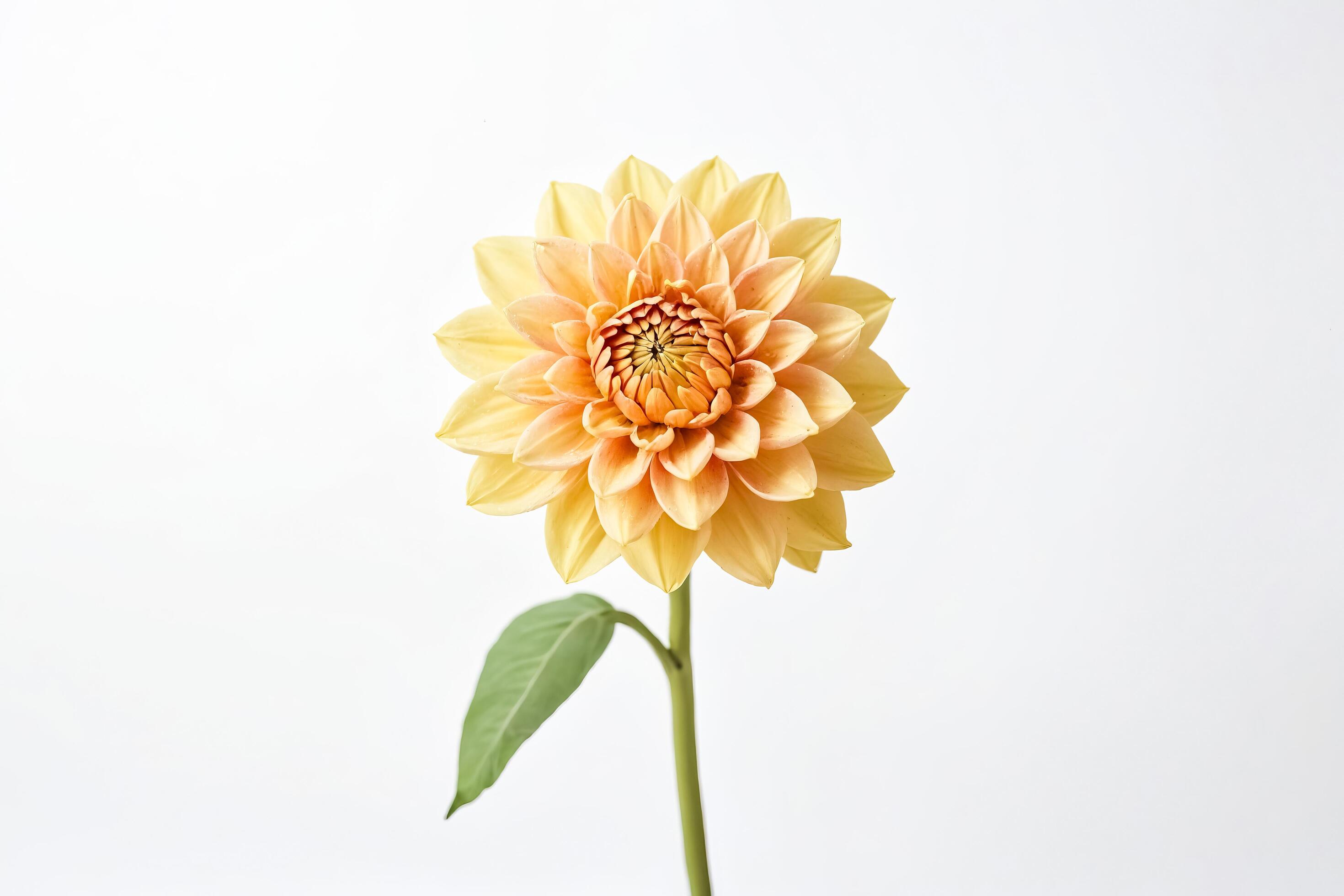 Single Yellow Dahlia Flower on White Background Stock Free