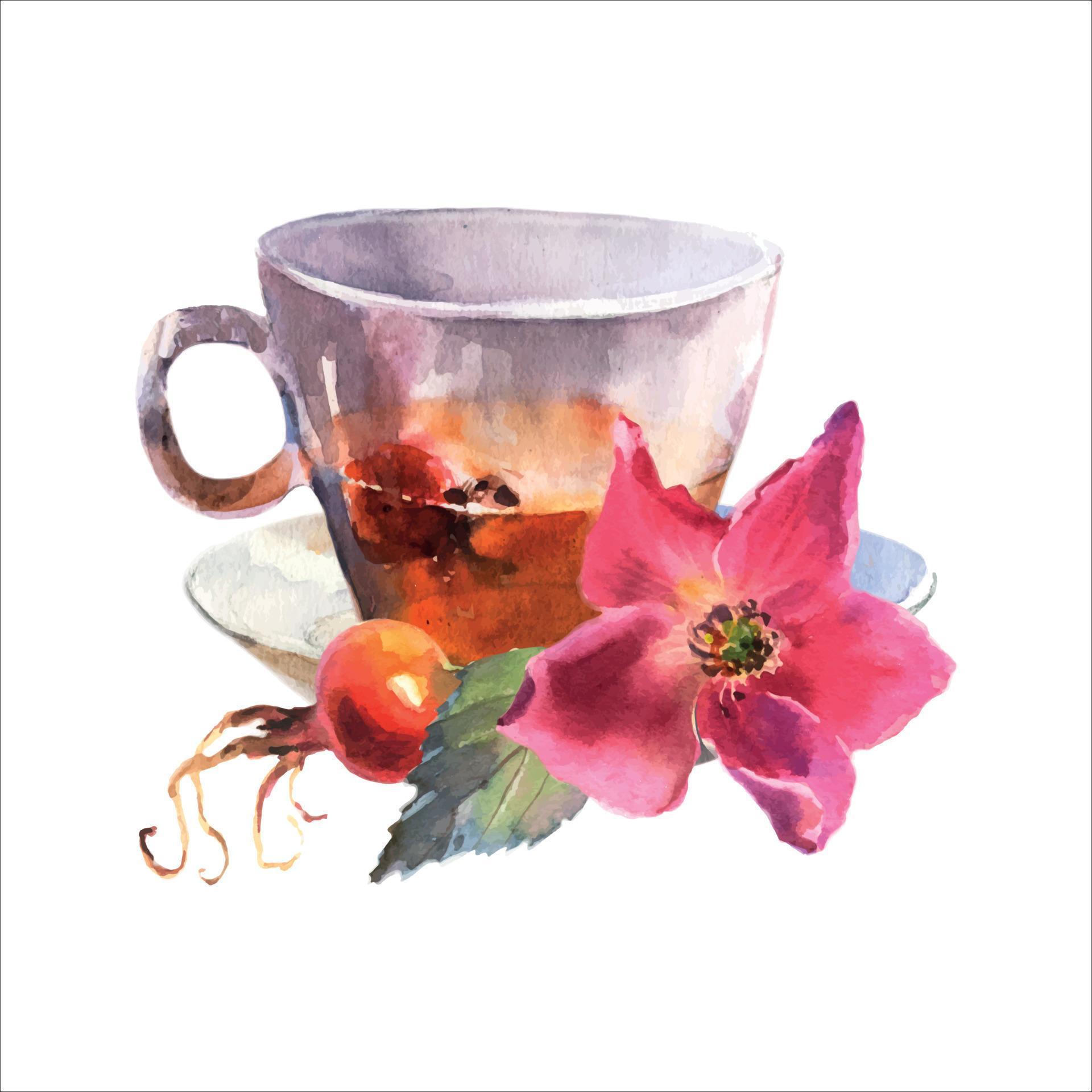 watercolor illustration, cup decorated with pink dog rose flowers and red berries, rosehip arrangement clip art, isolated on white background Stock Free