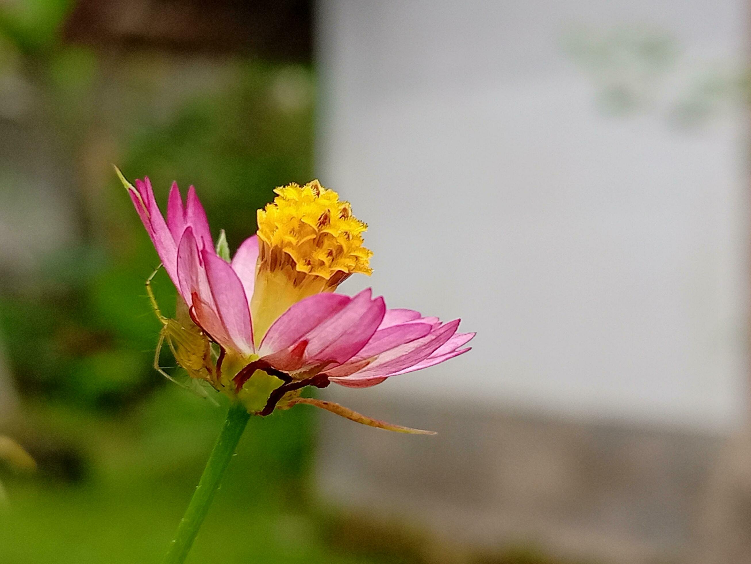 Pink flowers on blurred background Stock Free