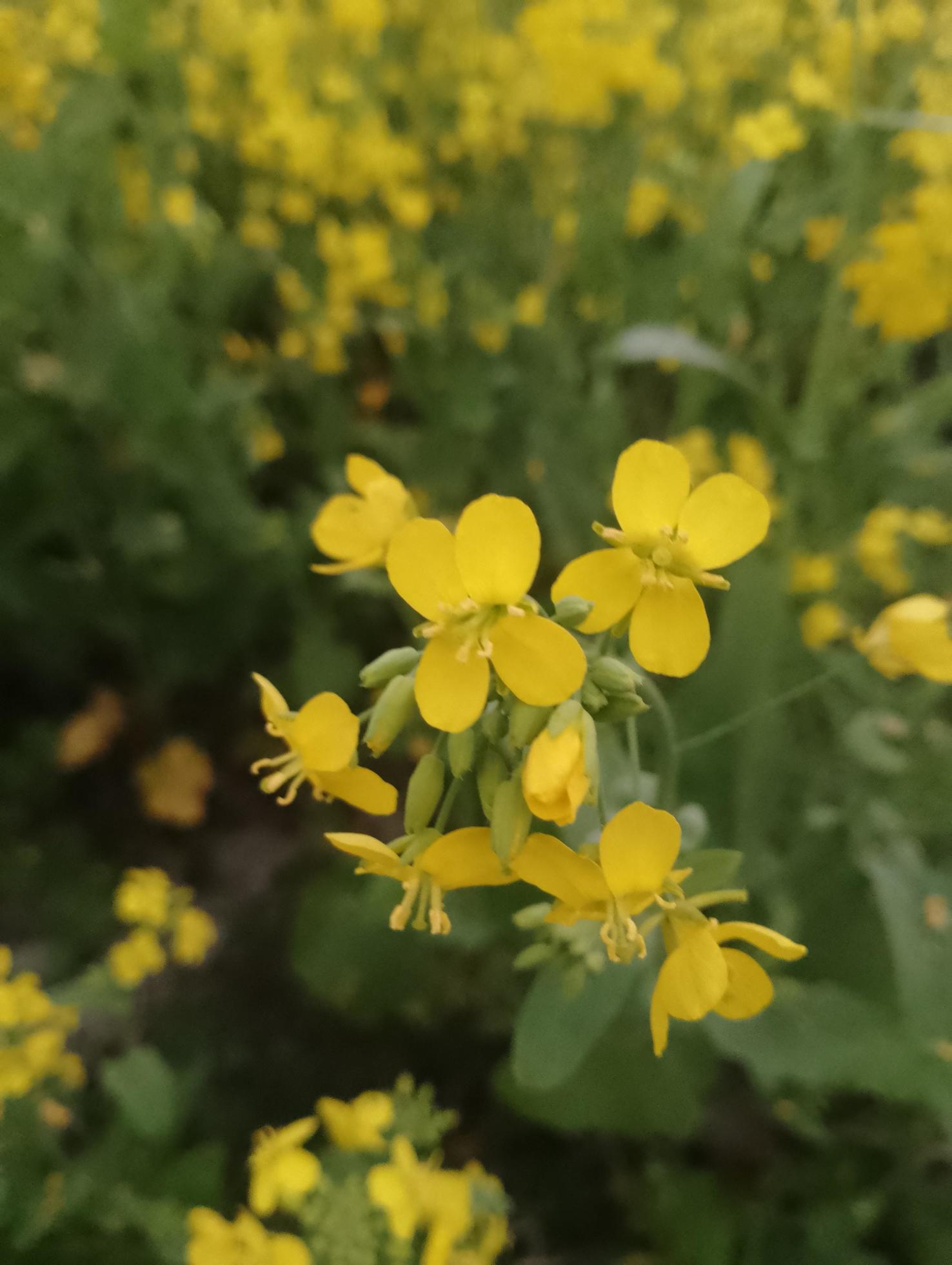 Rape field with sky 4k flowers Stock Free