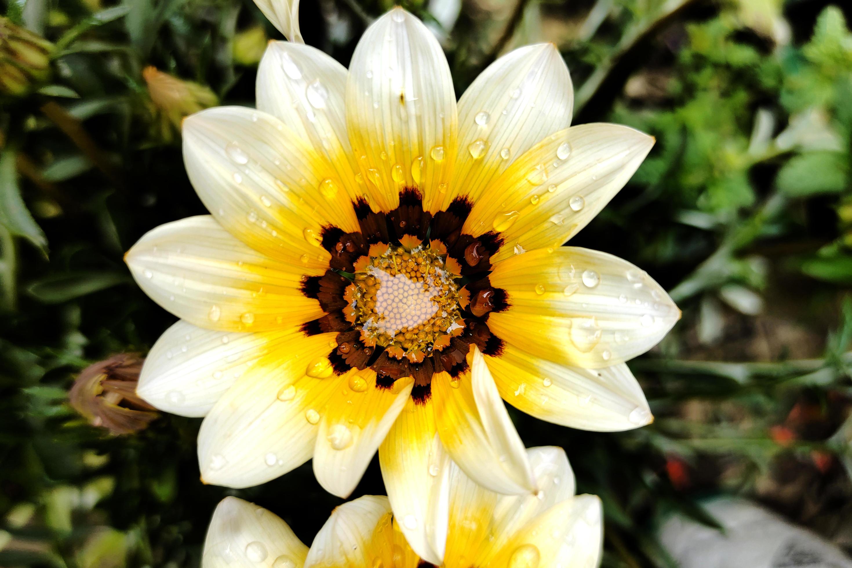 Gazania Beautiful Garden Flower Photo Stock Free