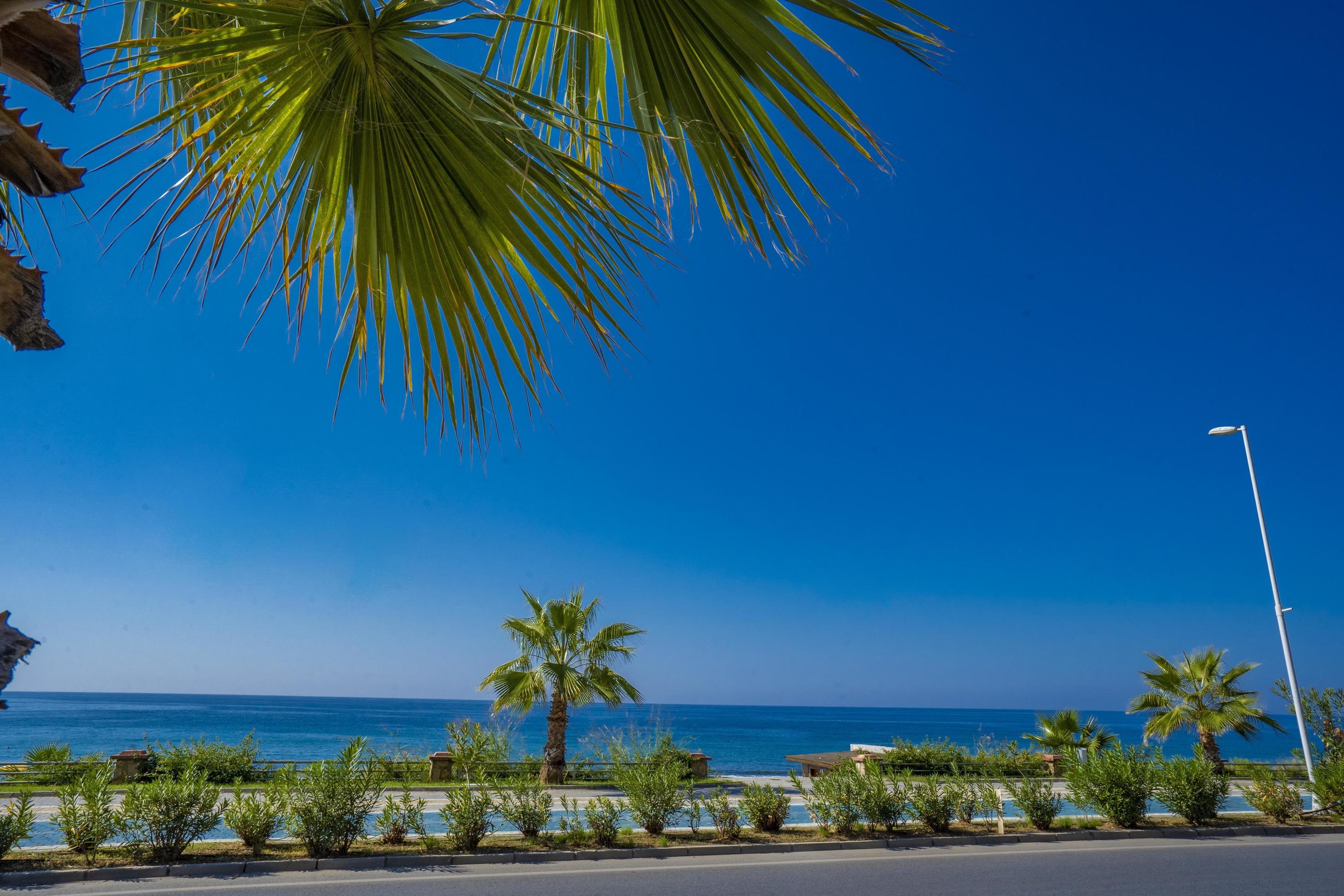 unique sea and sand view. Palm tree. beautiful beach peaceful view Stock Free