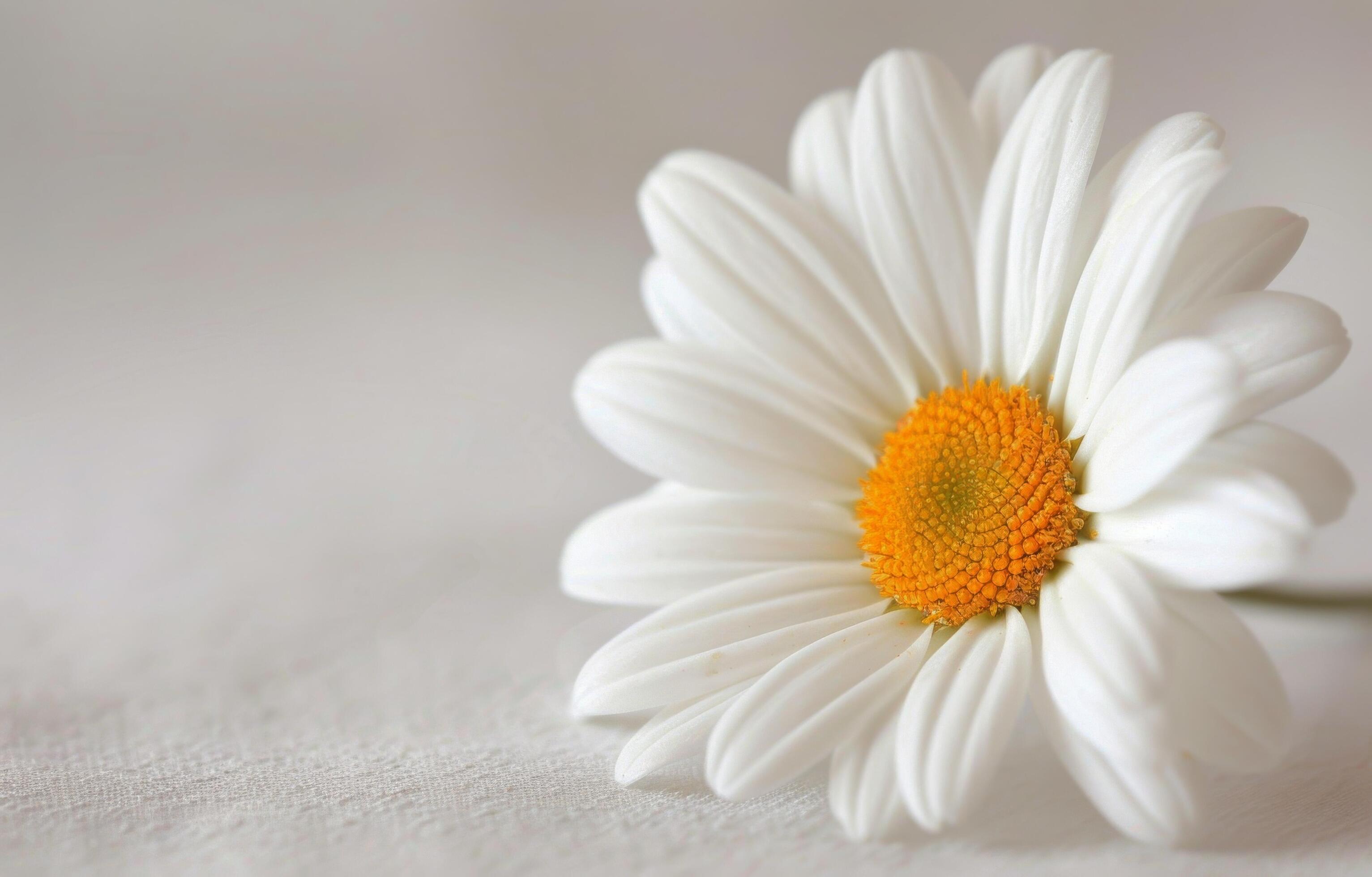 Single White Daisy on a Light Background Stock Free