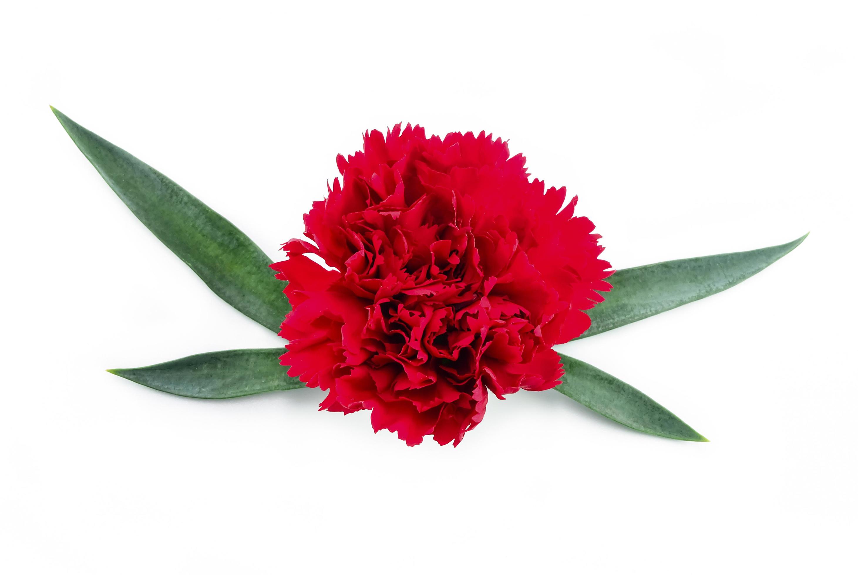 
									floral carnation flower with leaves Stock Free