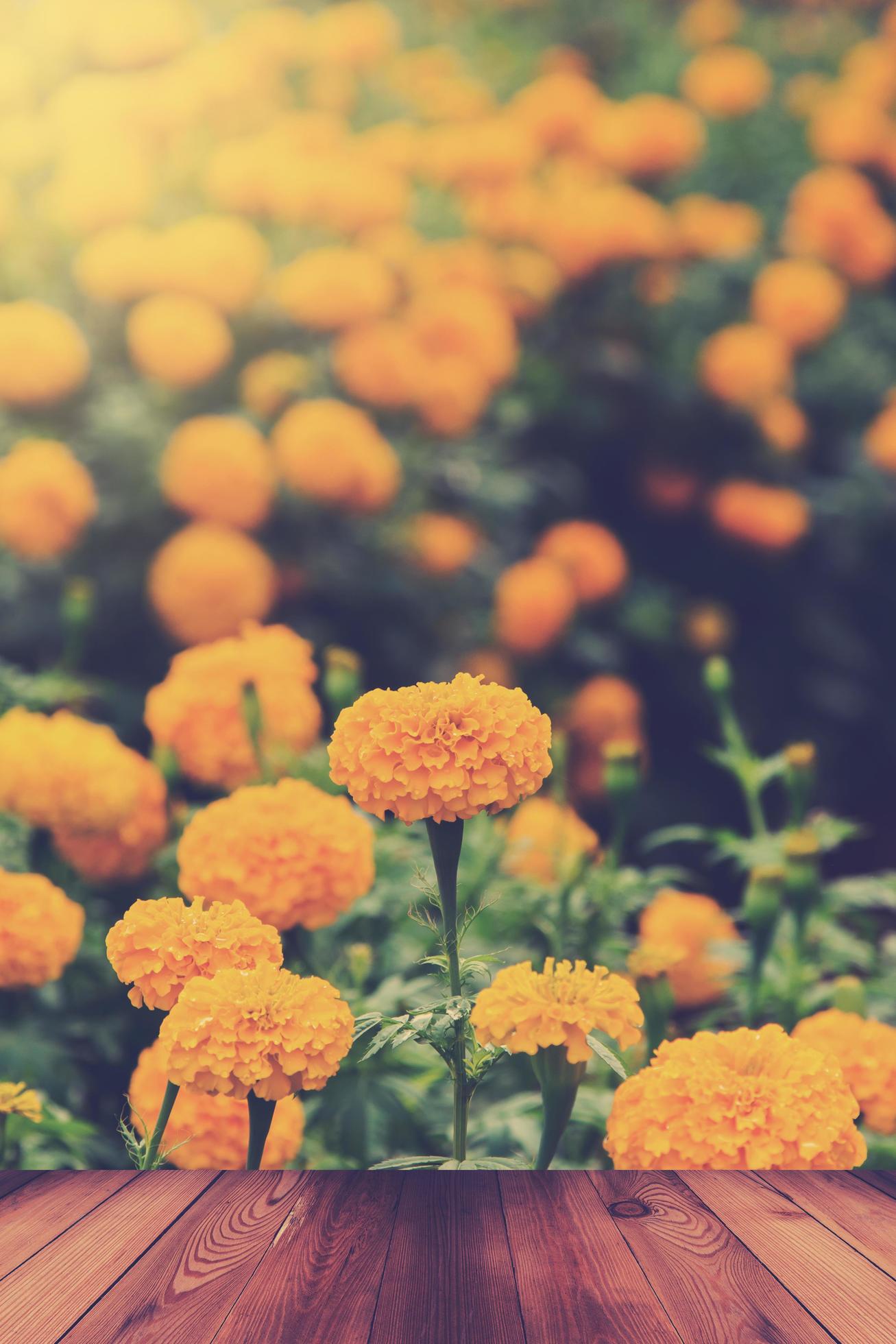 Yellow Marigold Flower with wood table In Garden. Stock Free