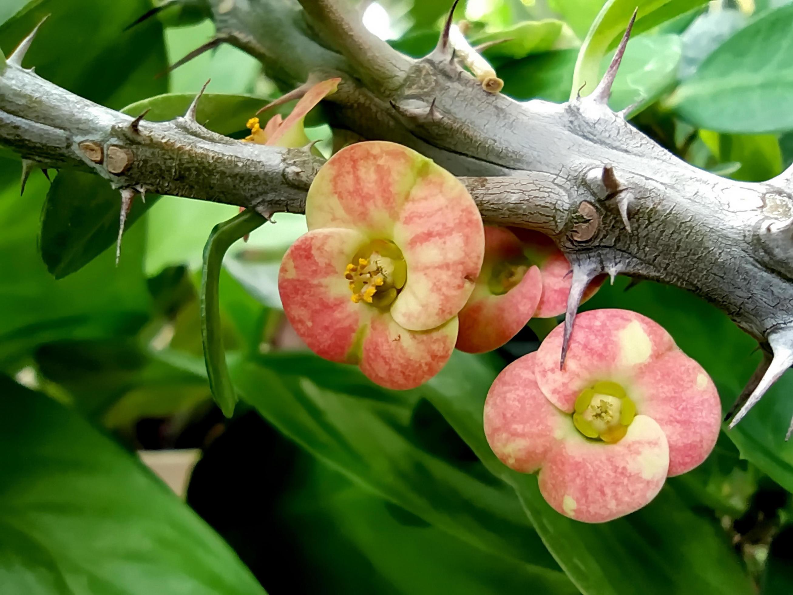 Macro of a cute little flower on a thorn branch. Stock Free