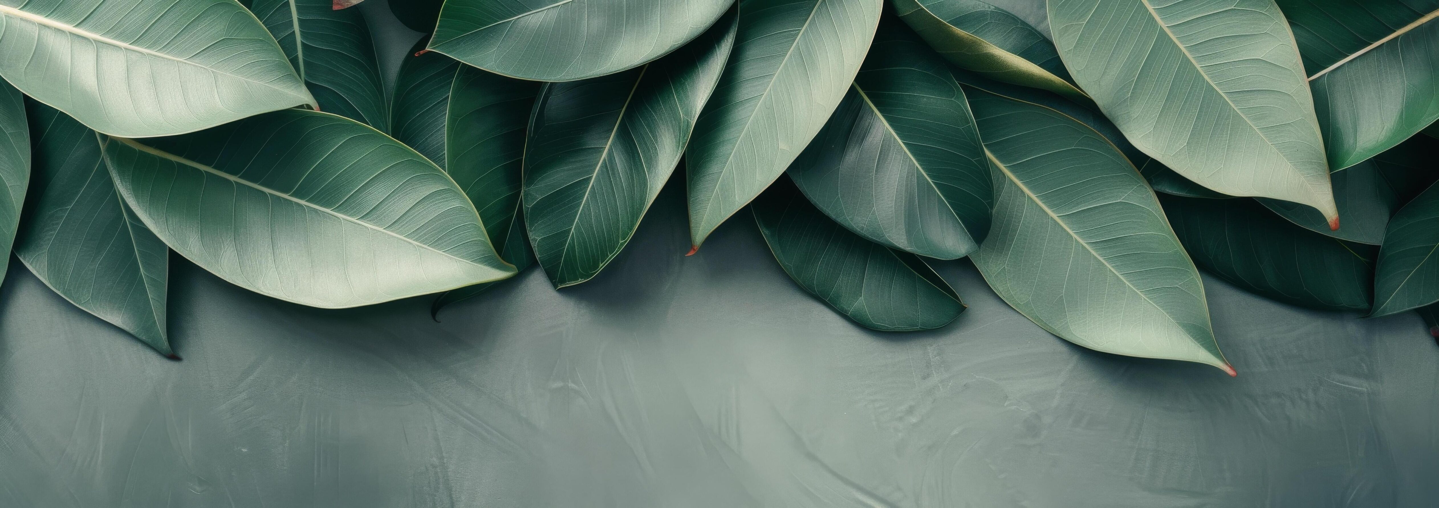 Tropical Leaf Background Stock Free