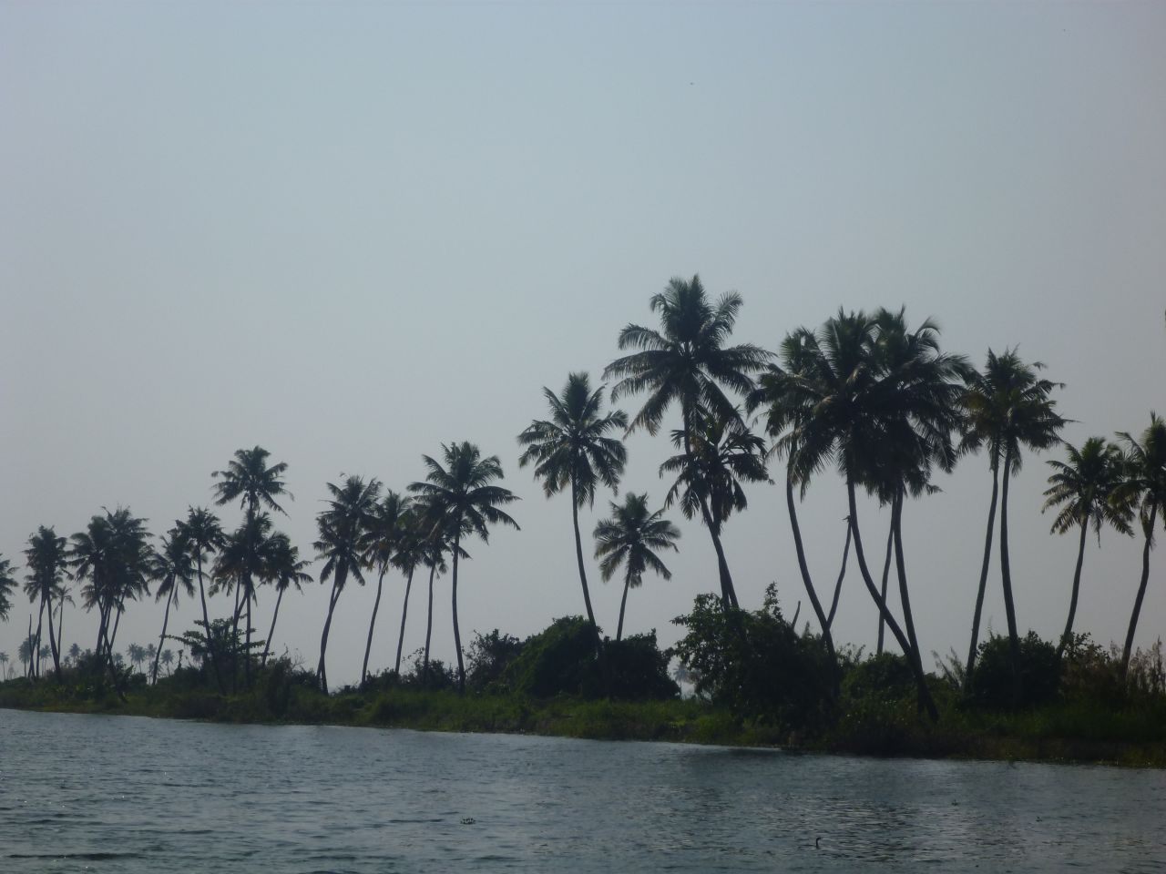 Kerala India Coconut Trees Stock Free