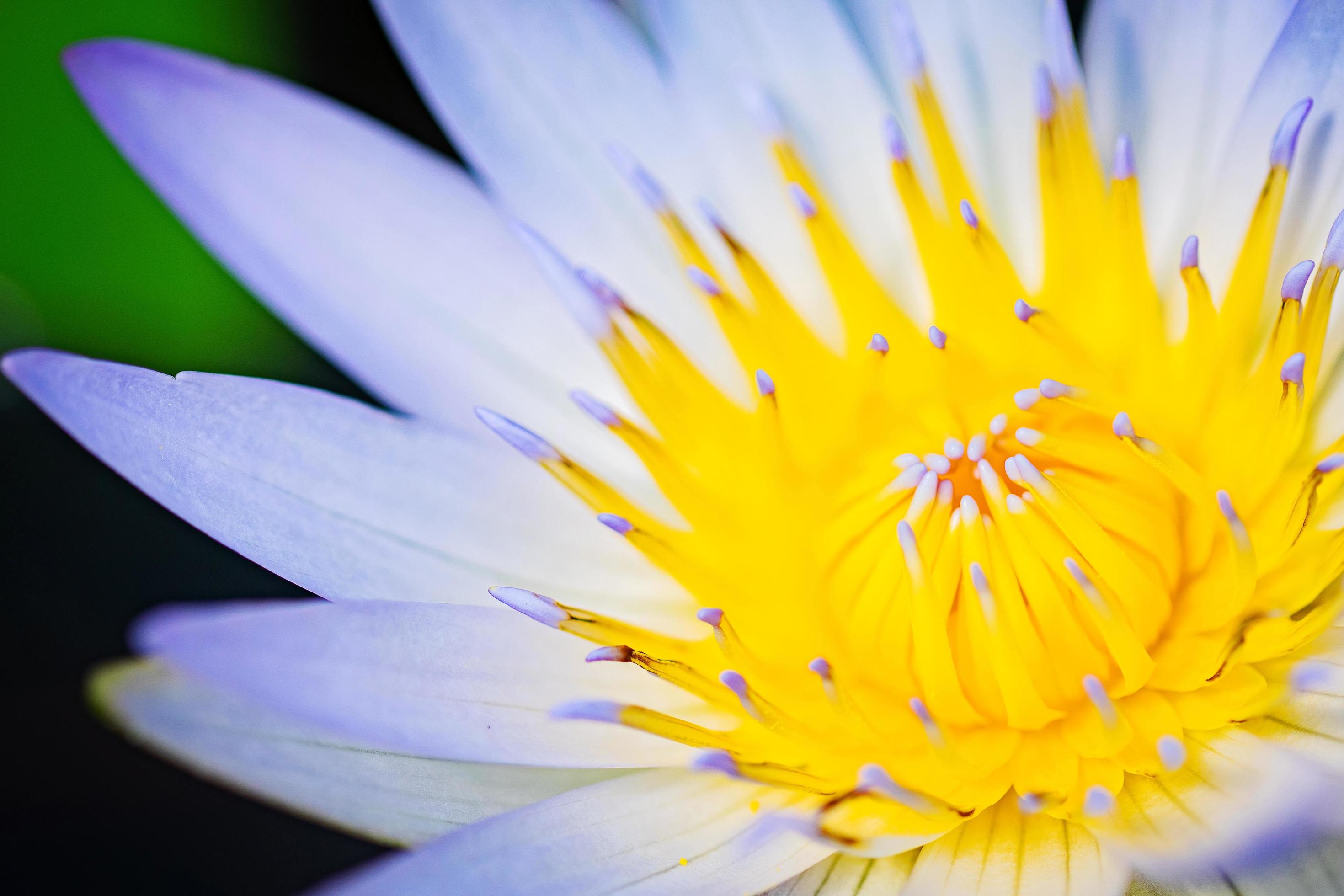 Close up lotus flower Stock Free