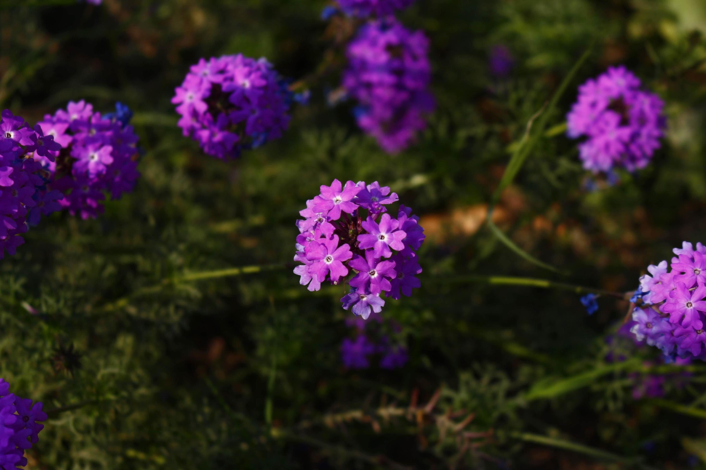 Bright Colorful Flowers In Outdoor Garden in Karachi Pakistan 2022 Stock Free