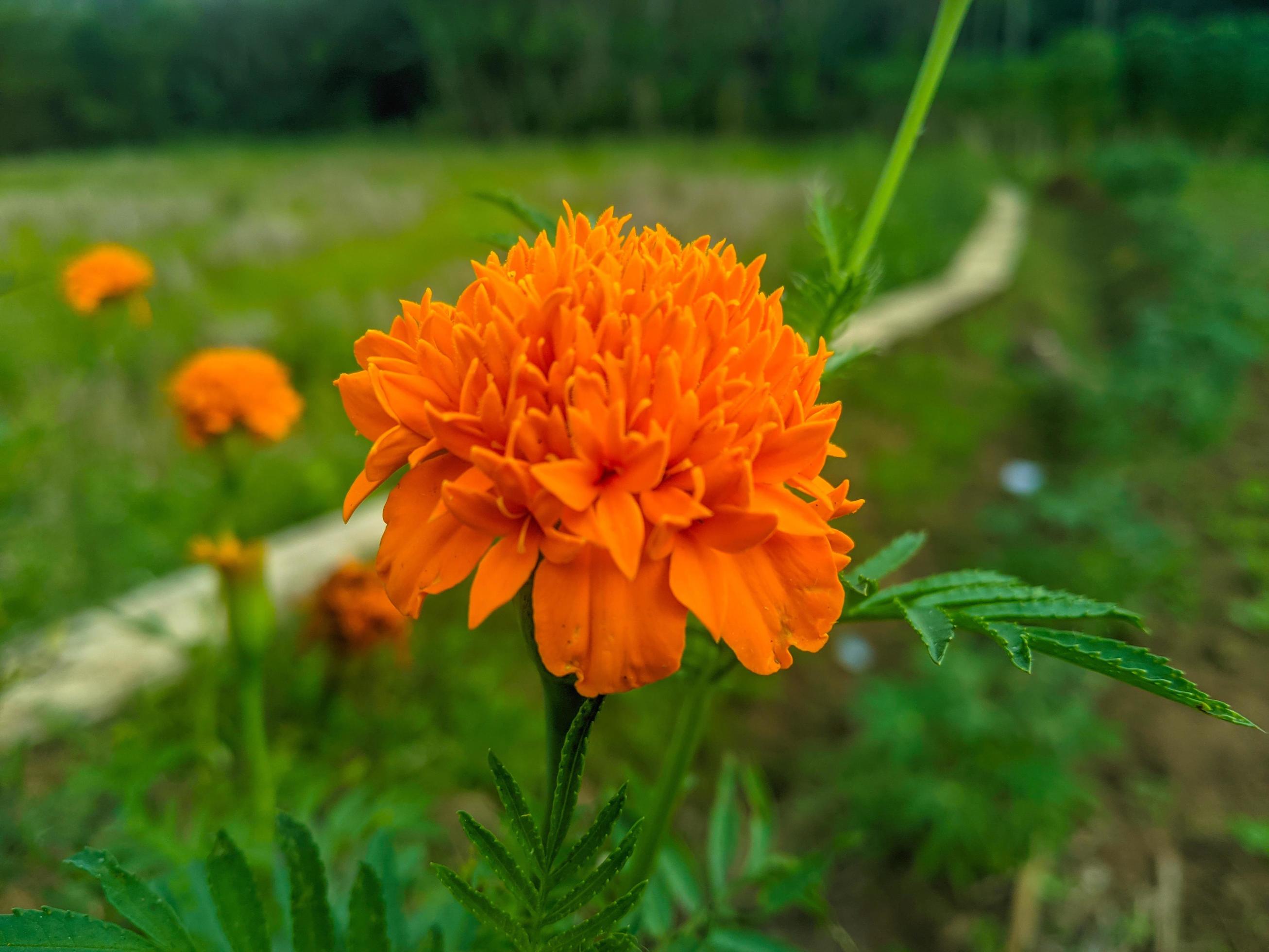 Orange marigold flowers. This flower has the meaning of beauty, wealth, fame, and warmth Stock Free