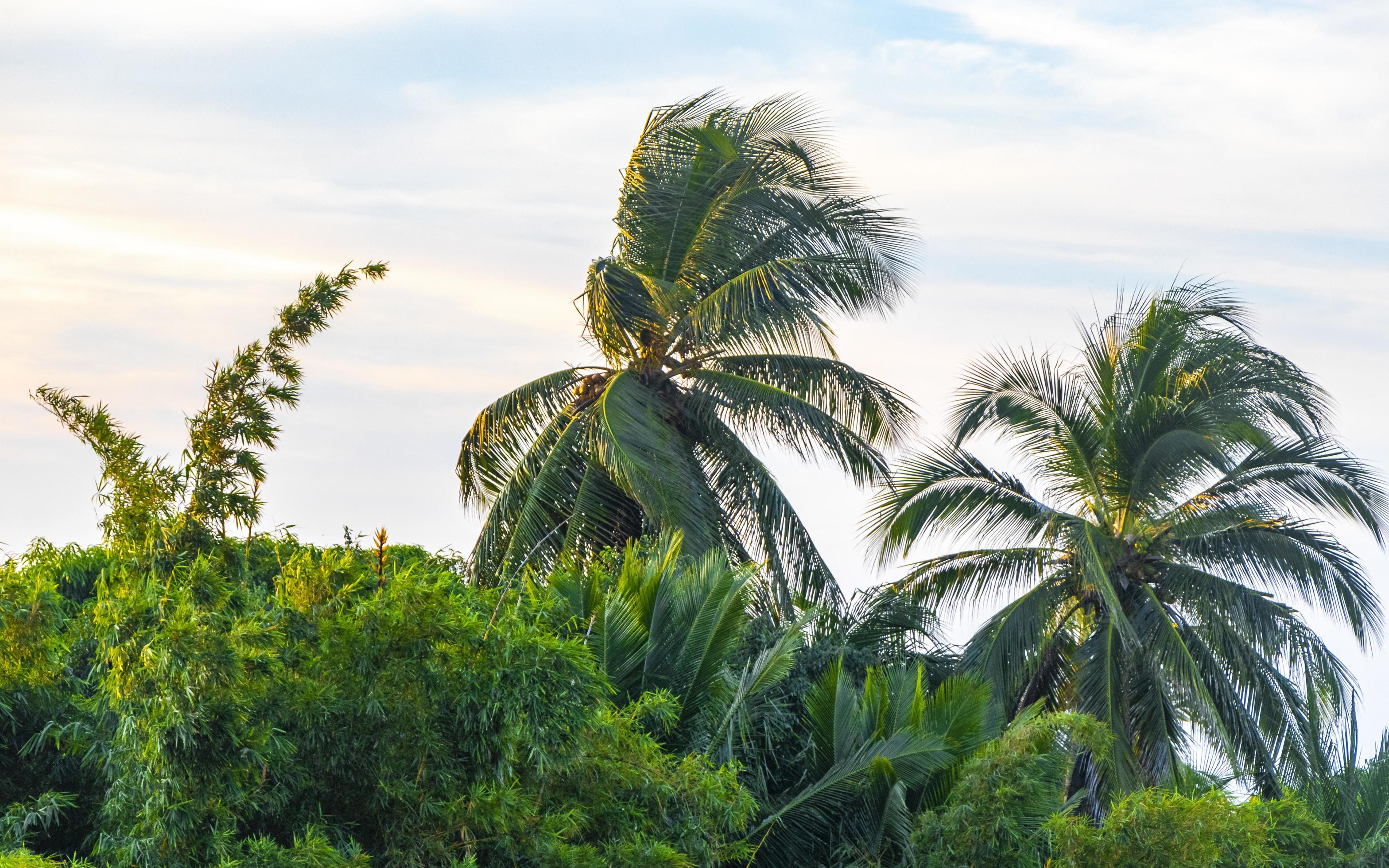 Tropical natural palm tree coconuts blue sky in Mexico. Stock Free