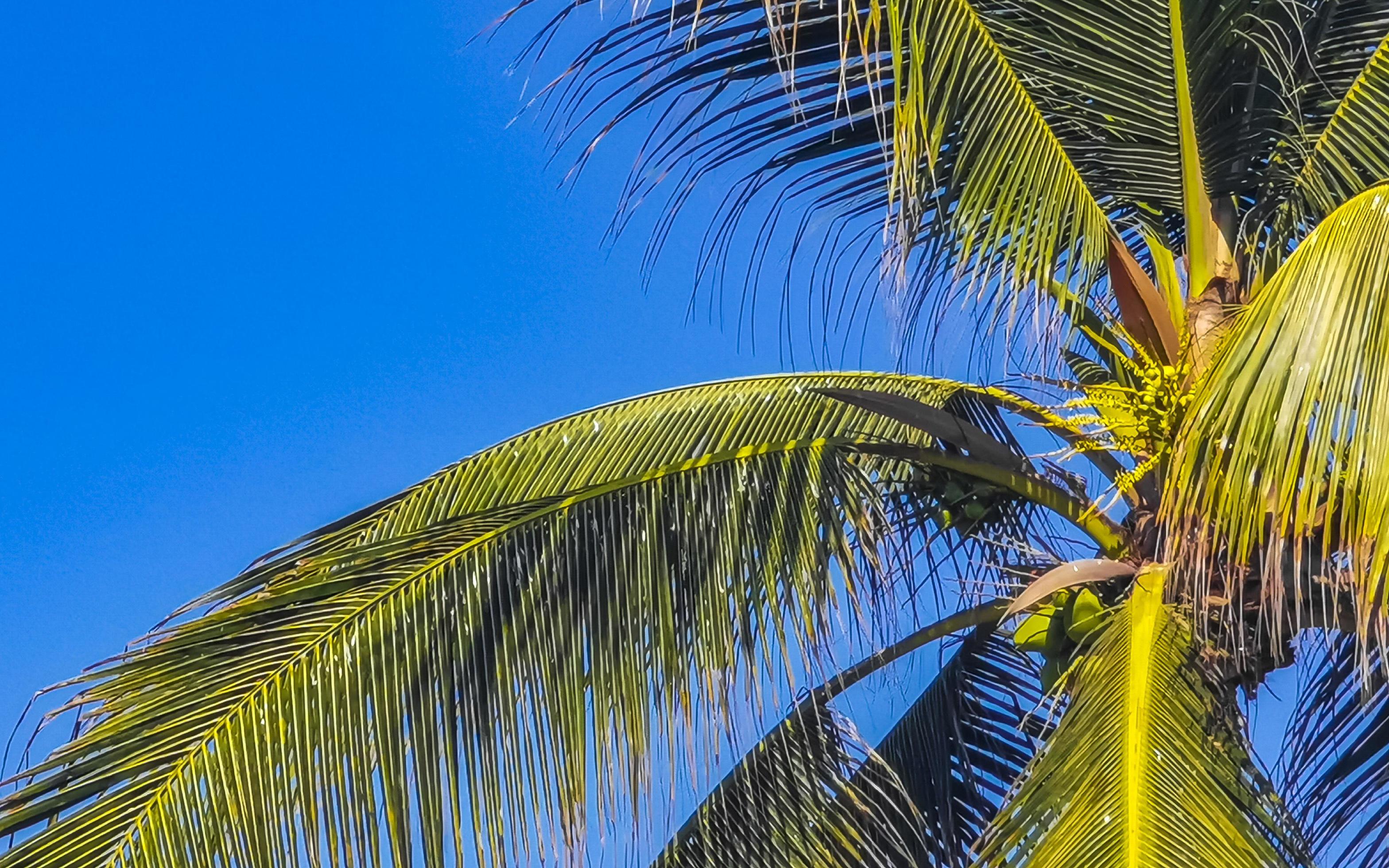 Tropical natural palm tree coconuts blue sky in Mexico. Stock Free