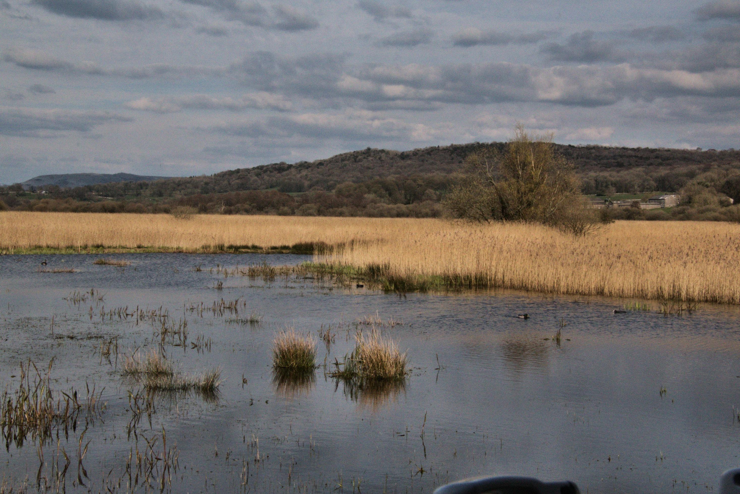 A view of Leighton Moss Nature Reserve Stock Free