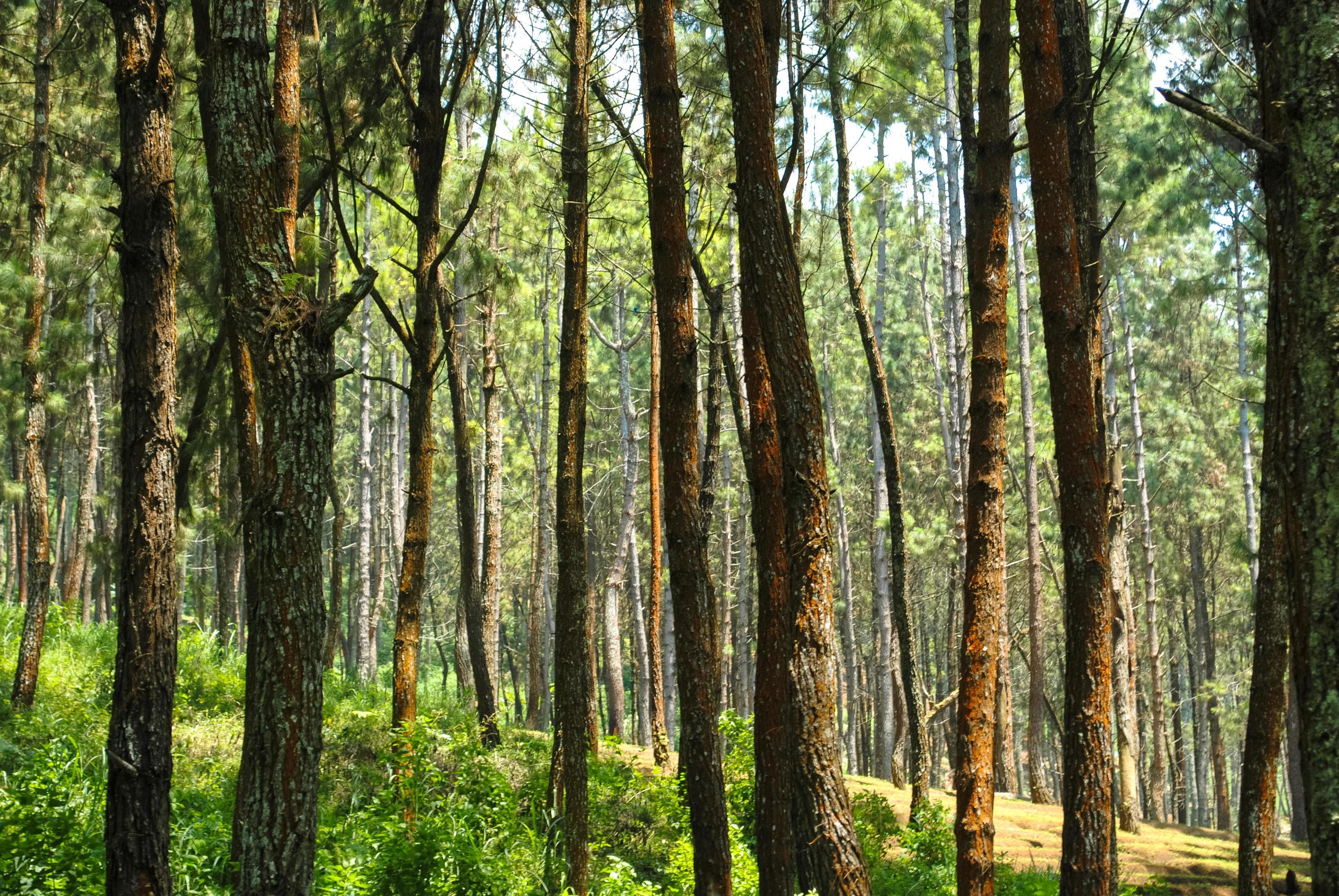 the natural scenery of the wood forest that is suitable as a background Stock Free