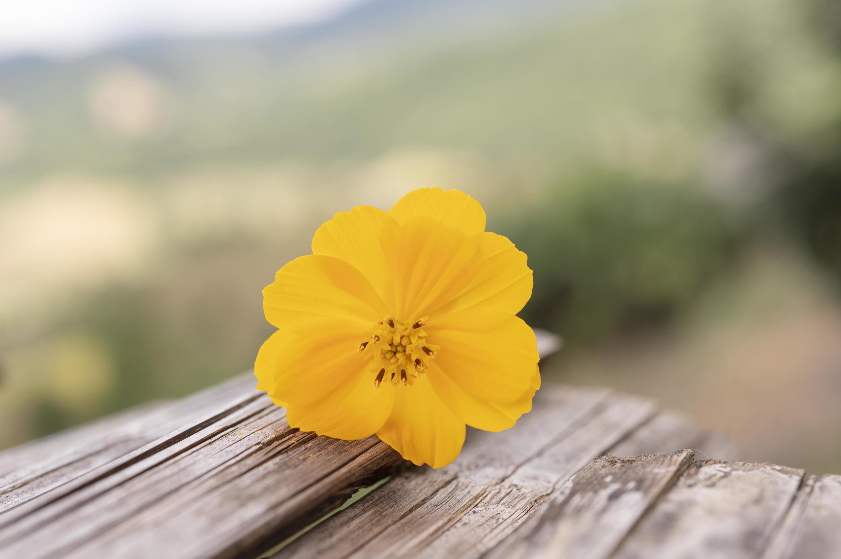 Yellow flowers on rustic wooden table in vintage style for blurred background. Stock Free