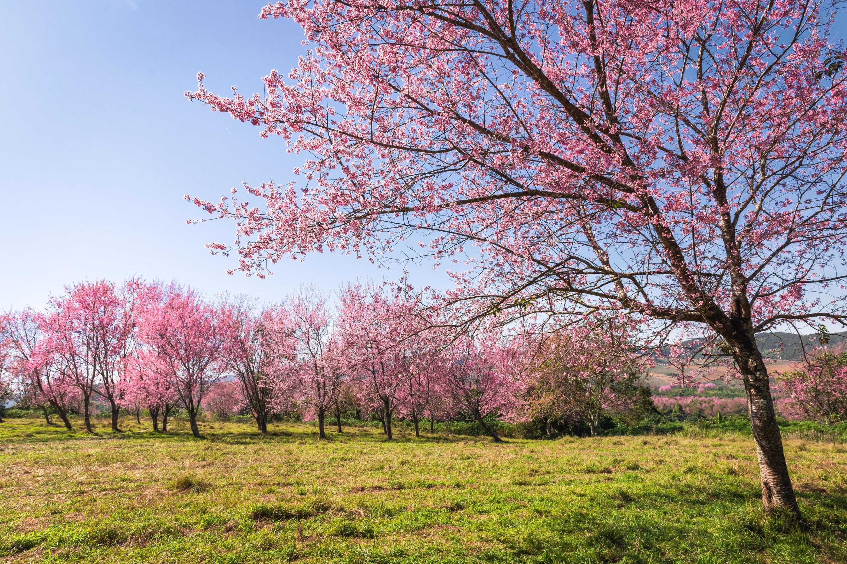 Branch wild Himalayan cherry flower blossom at phu lom lo mountain Thailand Stock Free