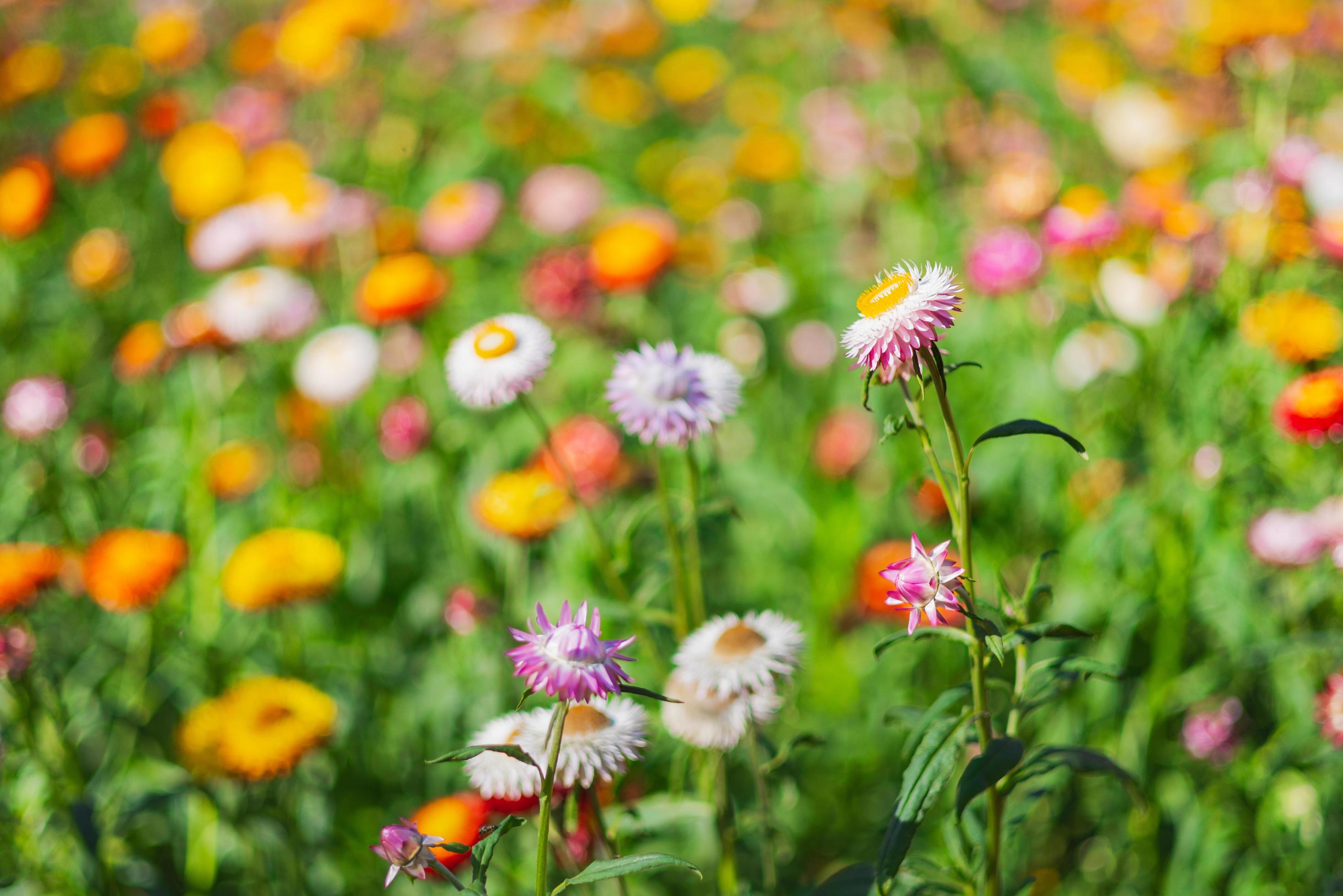 colorful straw flower with sunshine at park Stock Free