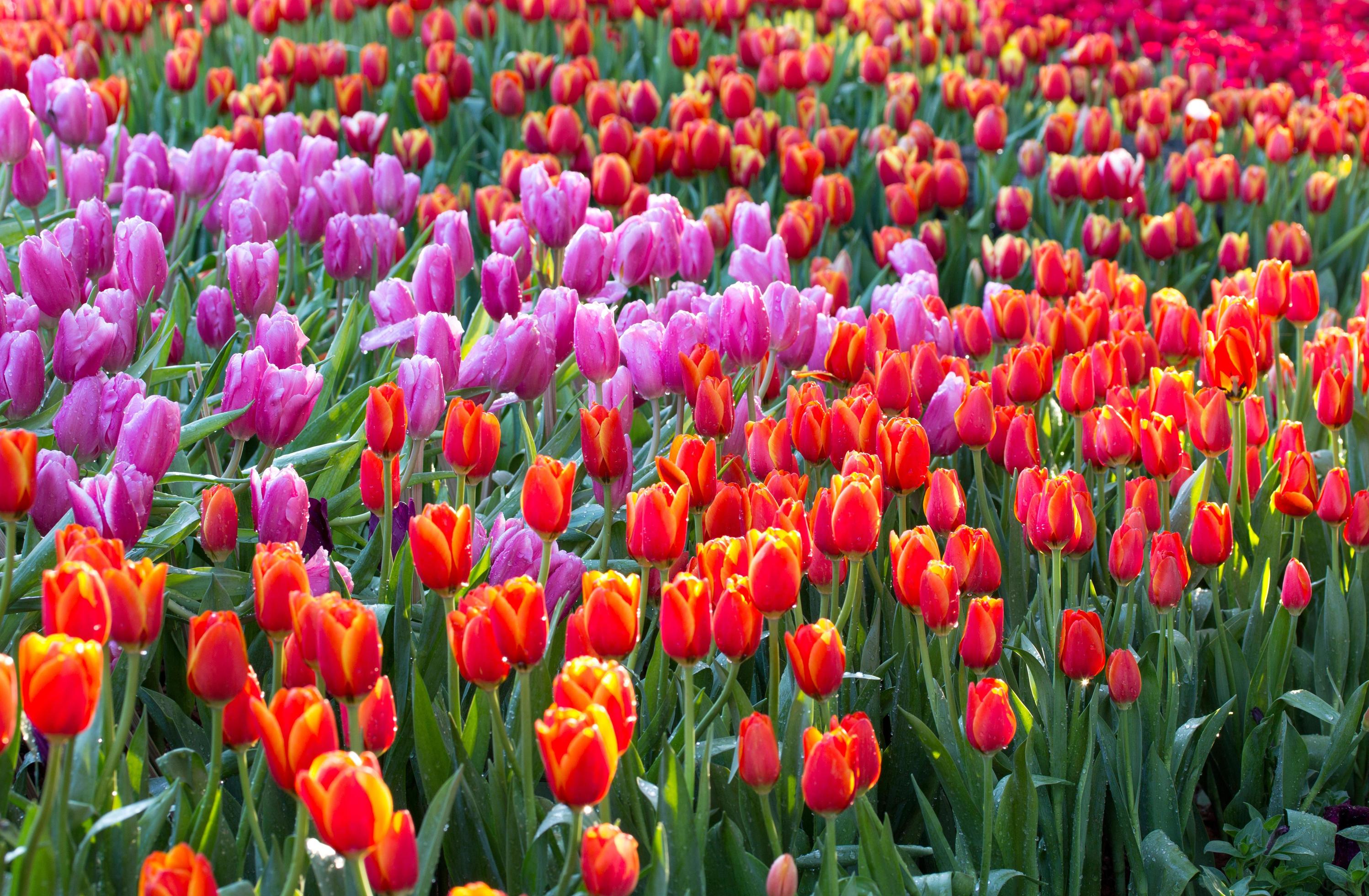 Colorful tulip flower fields blooming in the garden Stock Free