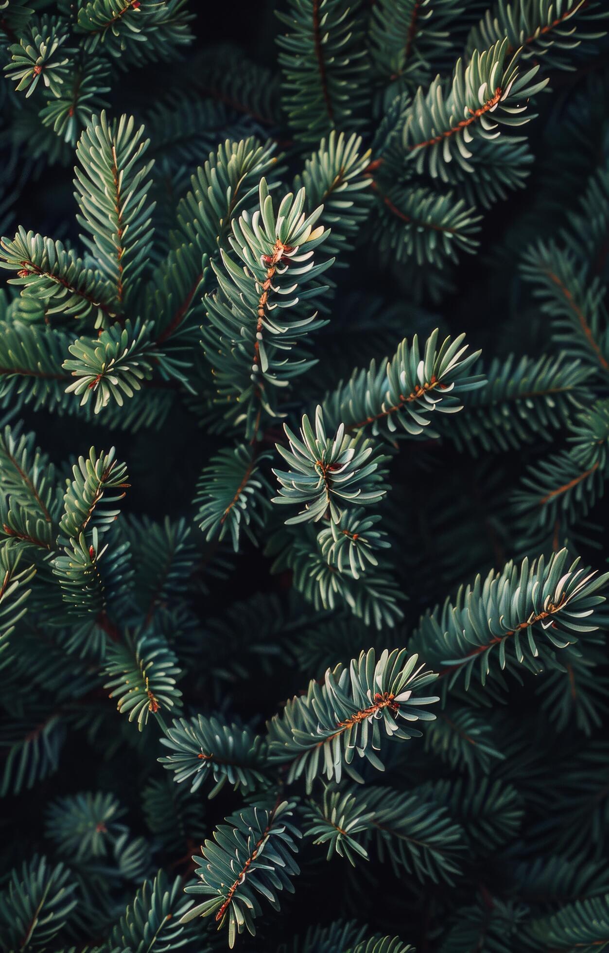 
									Green Pine Branches on a Blue Background Stock Free